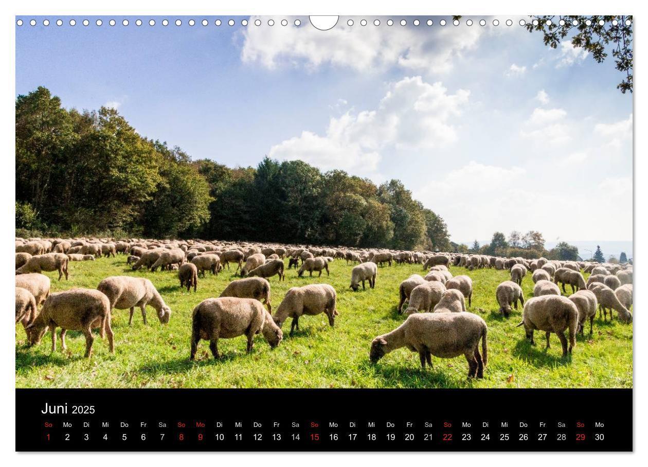 Bild: 9783435642014 | Meine Heimat Westerwald (Wandkalender 2025 DIN A3 quer), CALVENDO...