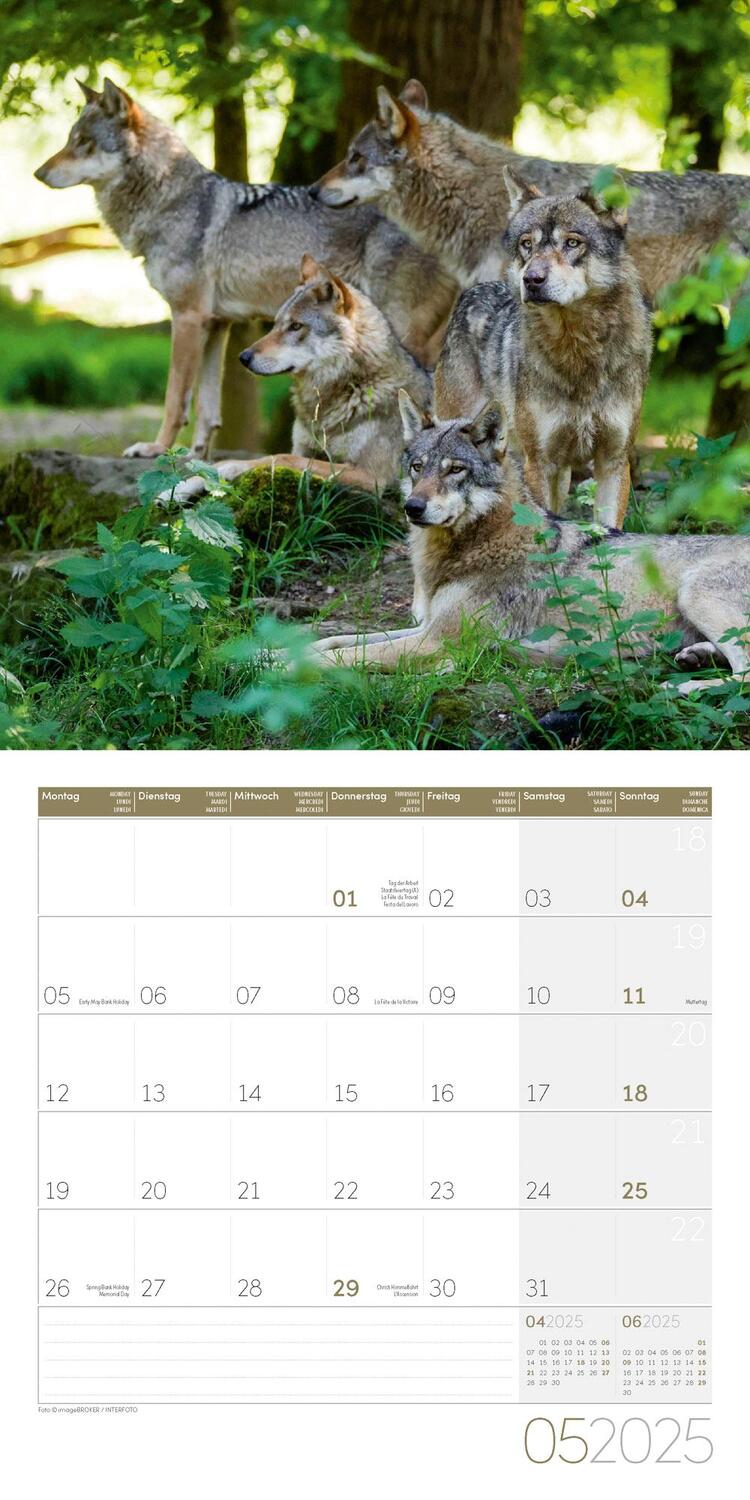 Bild: 9783838445236 | Wölfe Kalender 2025 - 30x30 | Ackermann Kunstverlag | Kalender | 28 S.