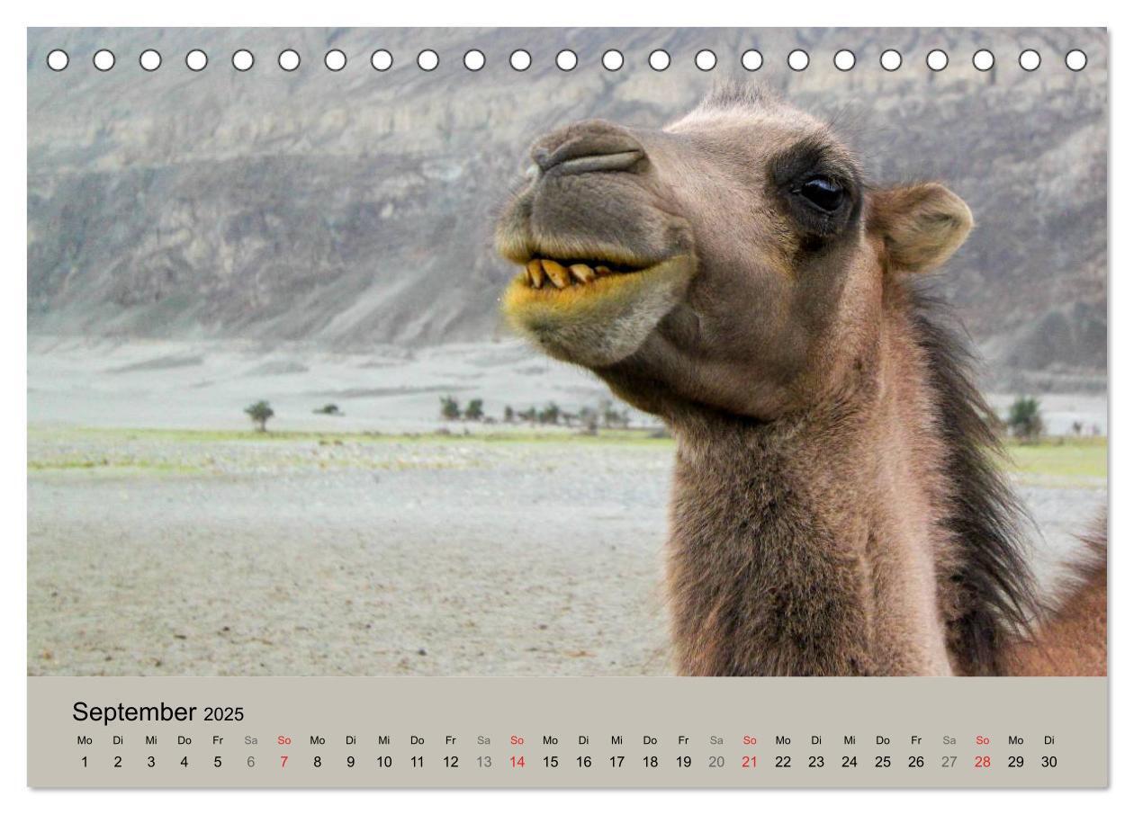 Bild: 9783435586639 | Kamel Porträt (Tischkalender 2025 DIN A5 quer), CALVENDO...