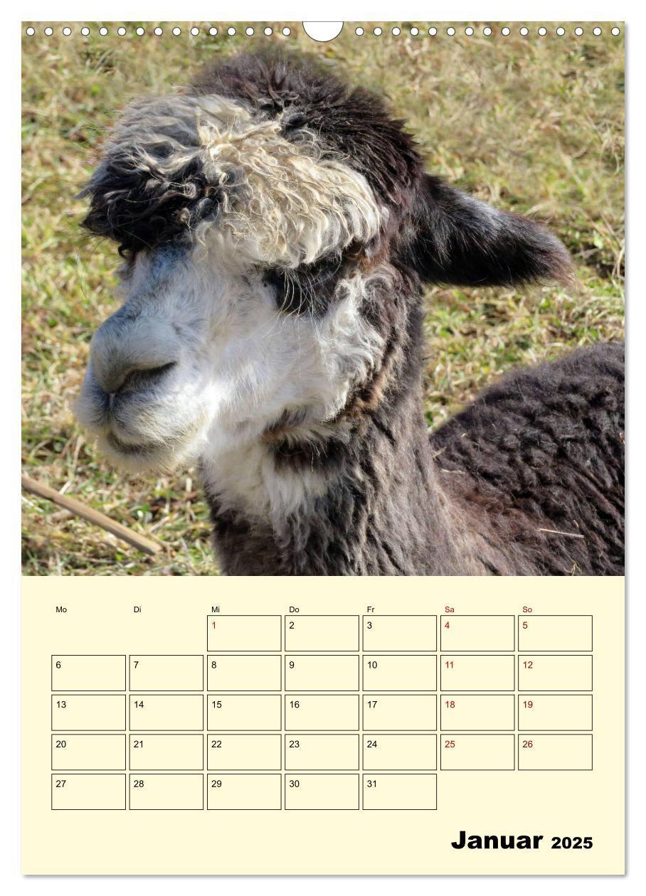 Bild: 9783435962372 | Alpakas erleben (Wandkalender 2025 DIN A3 hoch), CALVENDO...