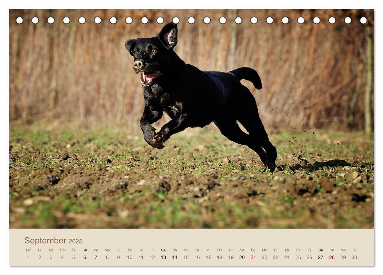 Bild: 9783435723805 | Labrador Retriever (Tischkalender 2025 DIN A5 quer), CALVENDO...