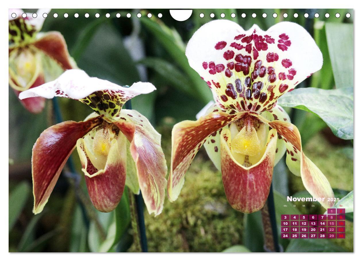 Bild: 9783383915901 | Schönste Orchideen (Wandkalender 2025 DIN A4 quer), CALVENDO...