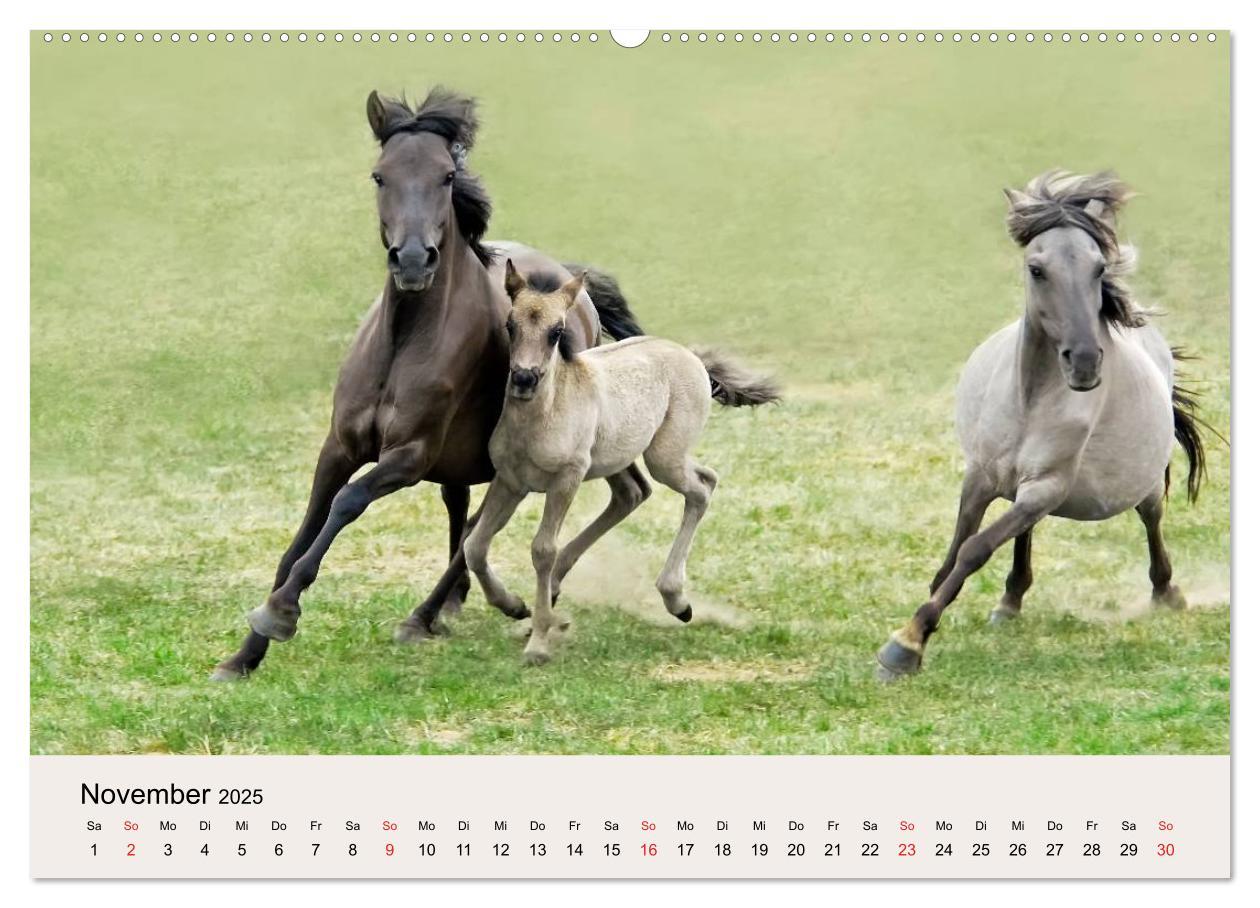 Bild: 9783435813056 | Dülmener Wildpferde (Wandkalender 2025 DIN A2 quer), CALVENDO...