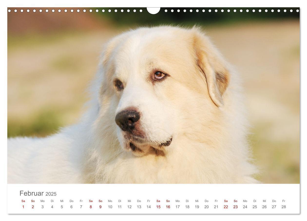 Bild: 9783435054695 | Pyrenäenberghunde (Wandkalender 2025 DIN A3 quer), CALVENDO...