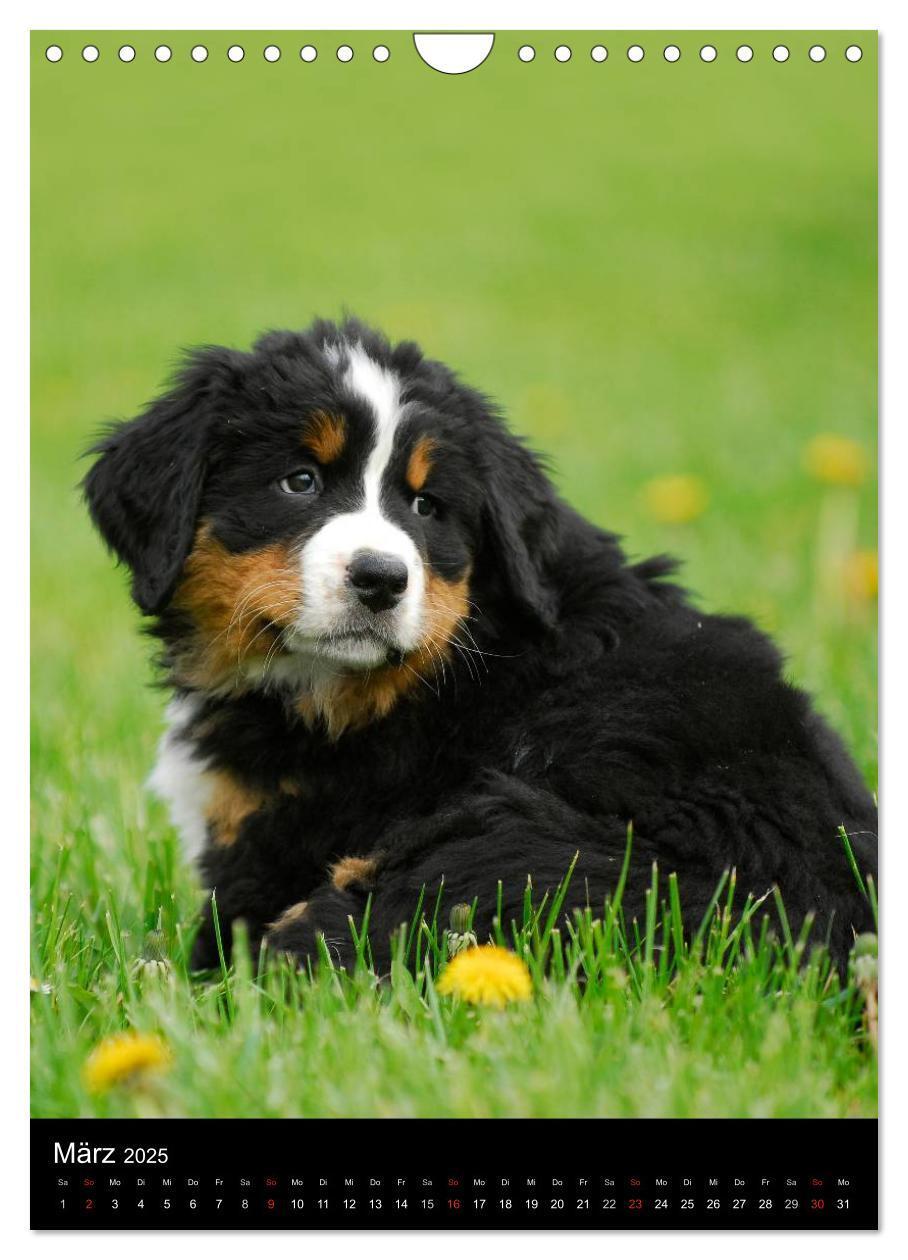 Bild: 9783457069394 | Berner Sennenhund 2025 (Wandkalender 2025 DIN A4 hoch), CALVENDO...