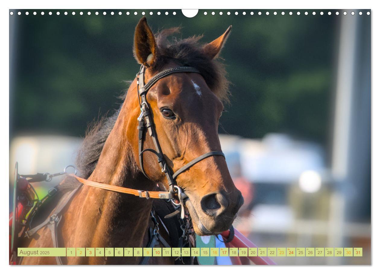 Bild: 9783383844072 | Rennpferde - Gesichter erzählen (Wandkalender 2025 DIN A3 quer),...