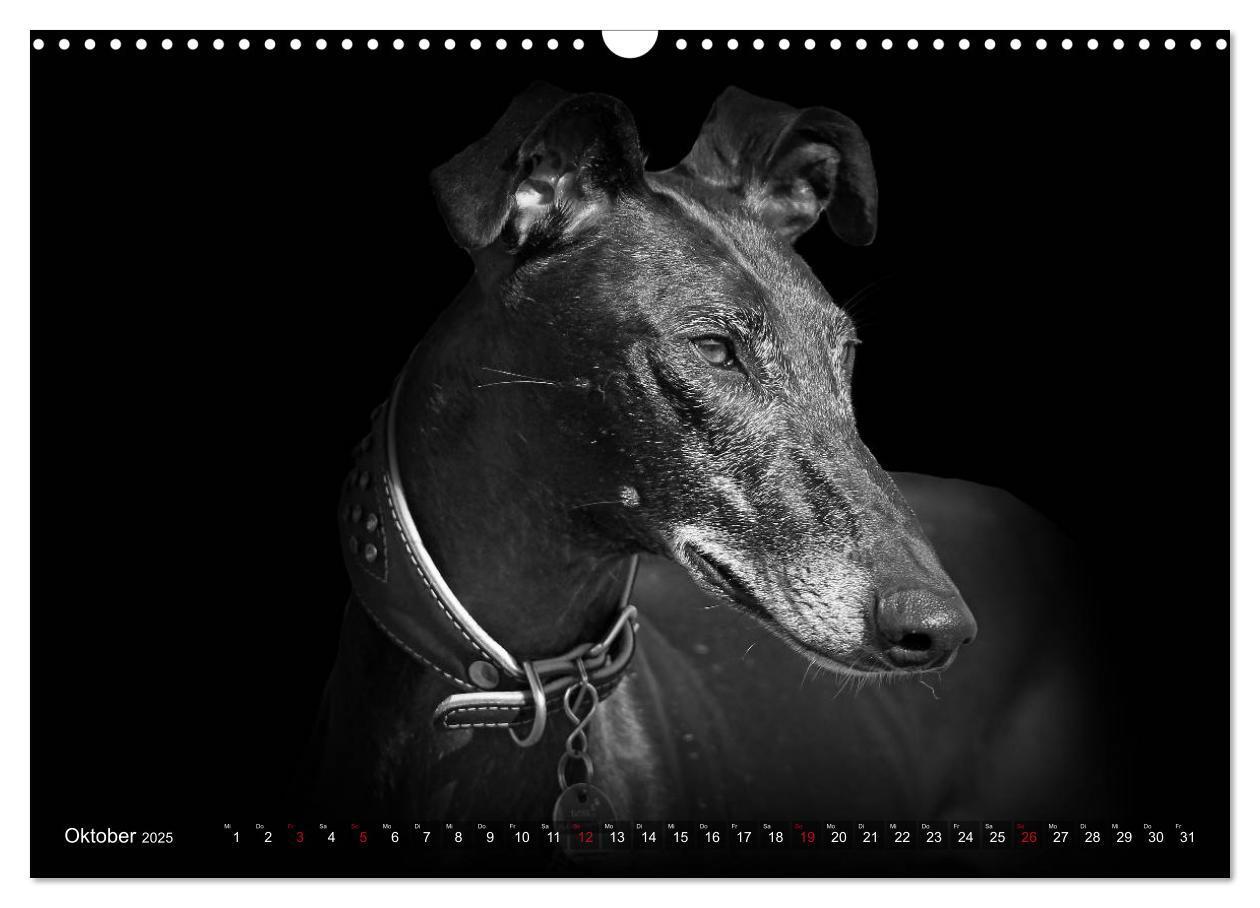 Bild: 9783383824050 | Galgo Español - der spanische Windhund 2025 (Wandkalender 2025 DIN...