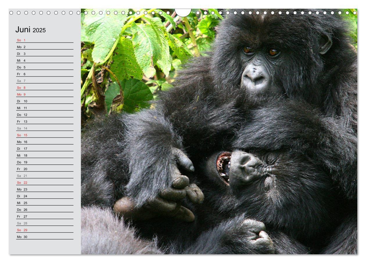 Bild: 9783435524440 | Berggorillas - die sanften Riesen (Wandkalender 2025 DIN A3 quer),...