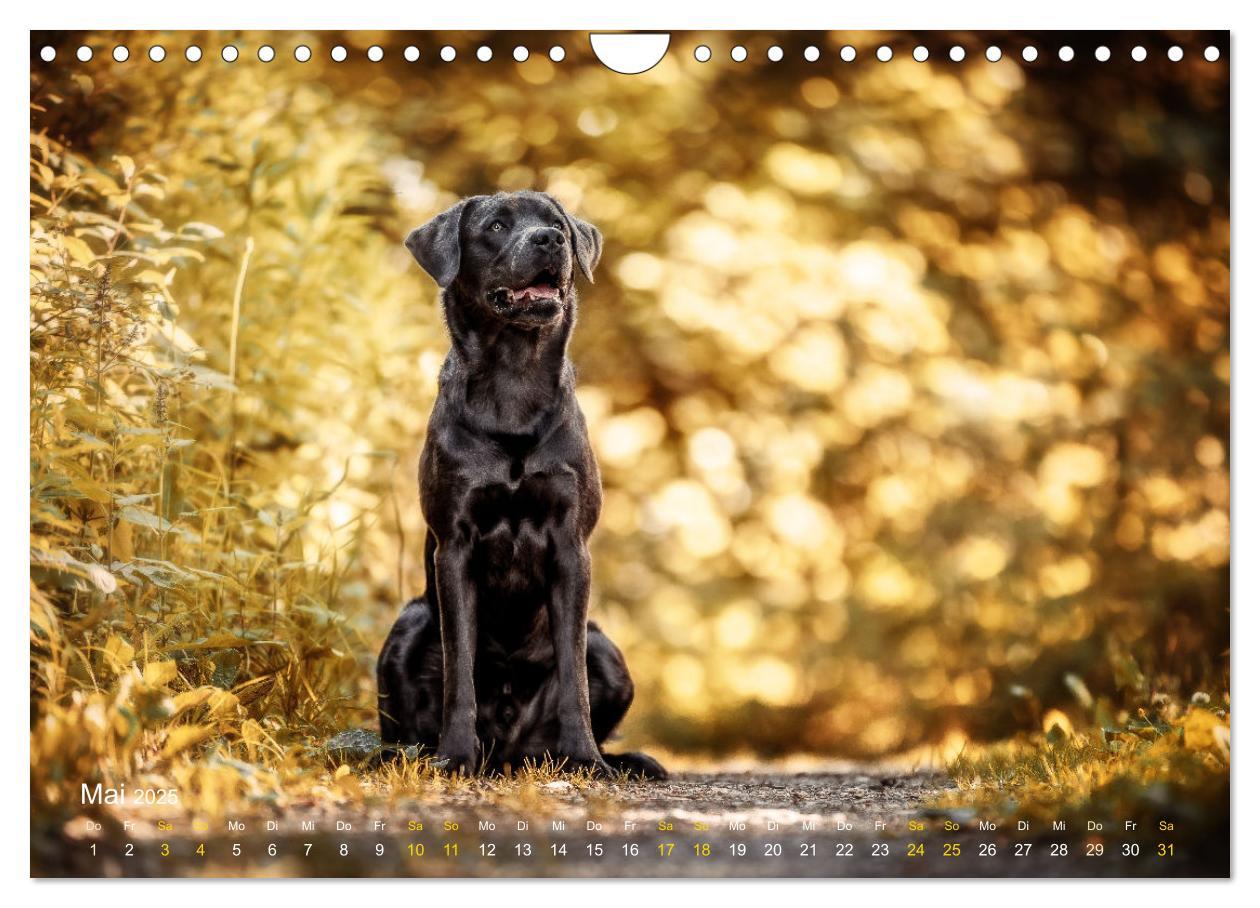 Bild: 9783435018796 | Verzauberung Labrador Retriever 2025 (Wandkalender 2025 DIN A4...