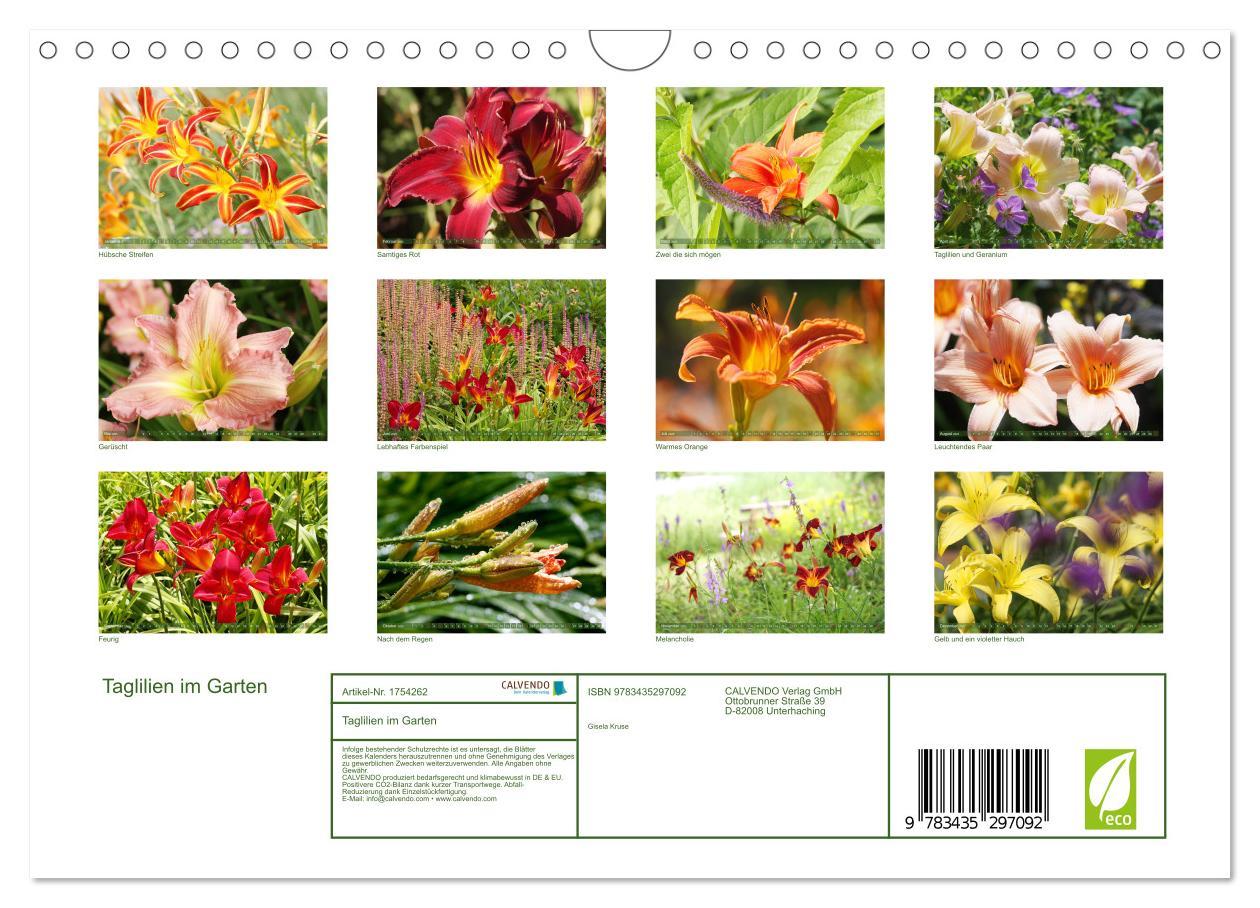 Bild: 9783435297092 | Taglilien im Garten (Wandkalender 2025 DIN A4 quer), CALVENDO...