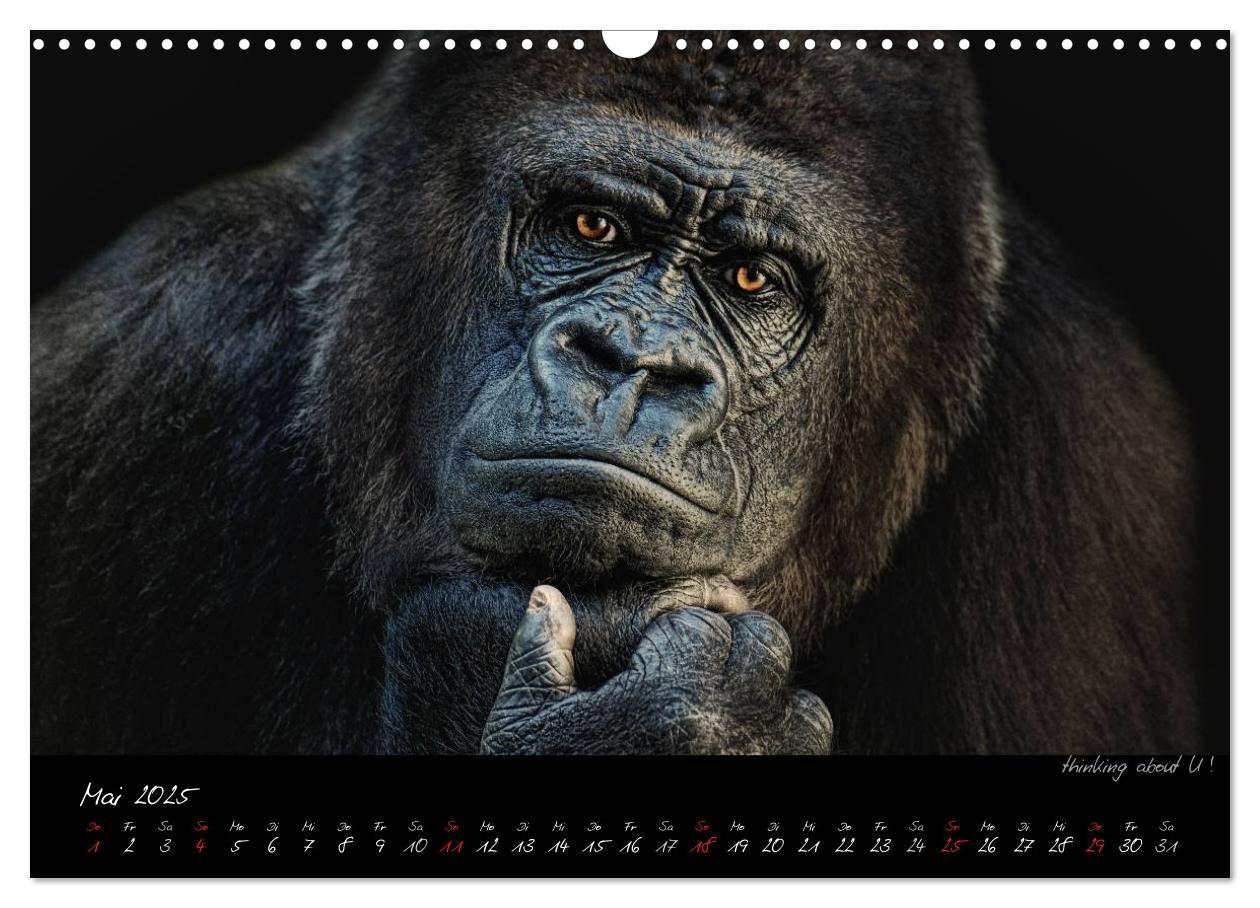 Bild: 9783435744725 | Gorilla (Wandkalender 2025 DIN A3 quer), CALVENDO Monatskalender