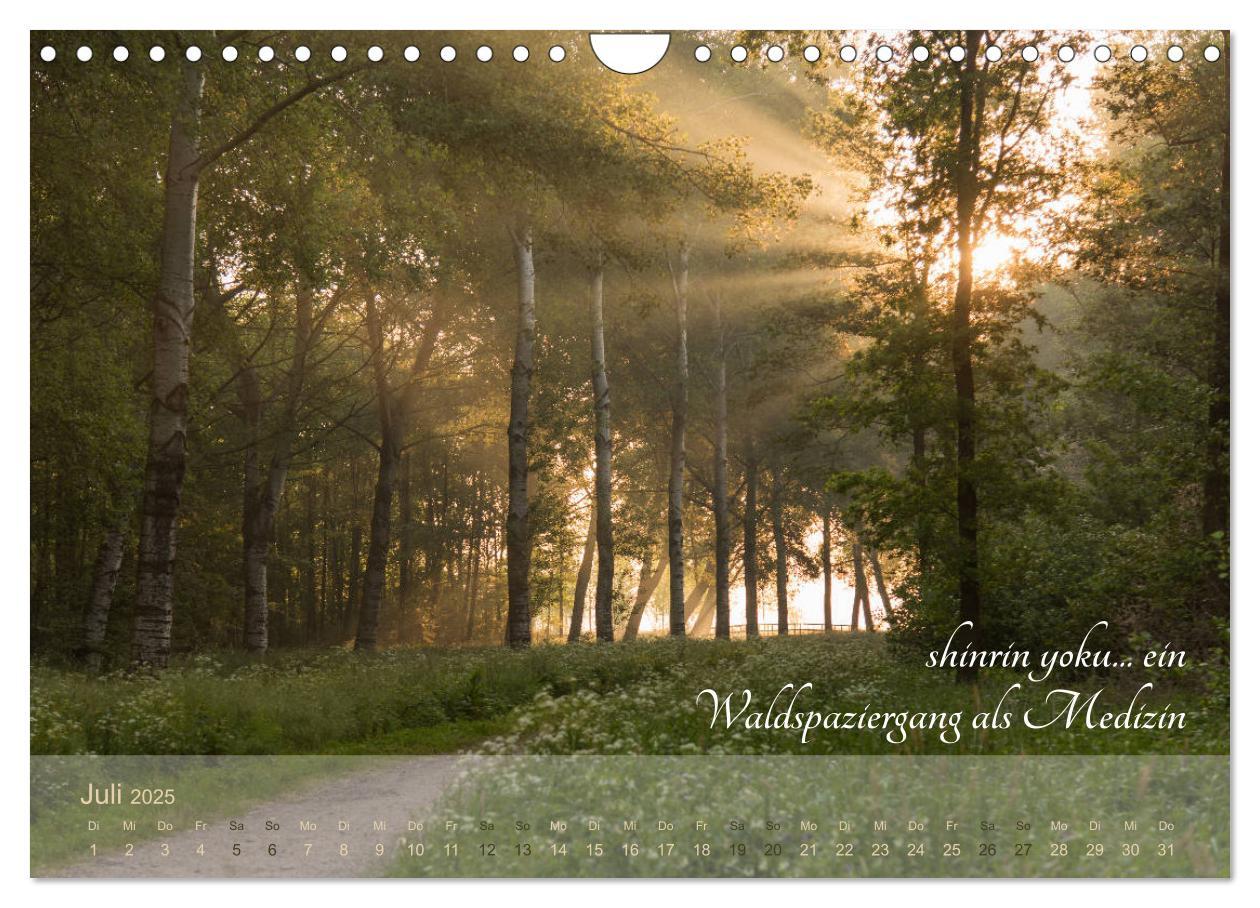 Bild: 9783435302376 | Shinrin yoku - Waldbaden 2025 (Wandkalender 2025 DIN A4 quer),...