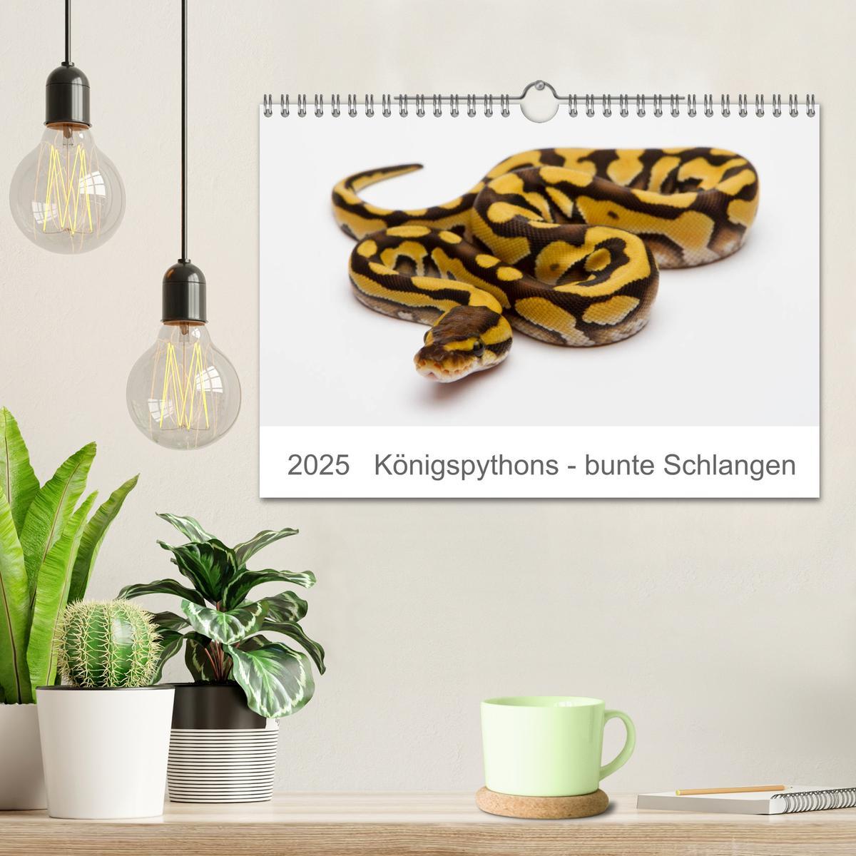 Bild: 9783435118014 | Königspythons - bunte Schlangen (Wandkalender 2025 DIN A4 quer),...