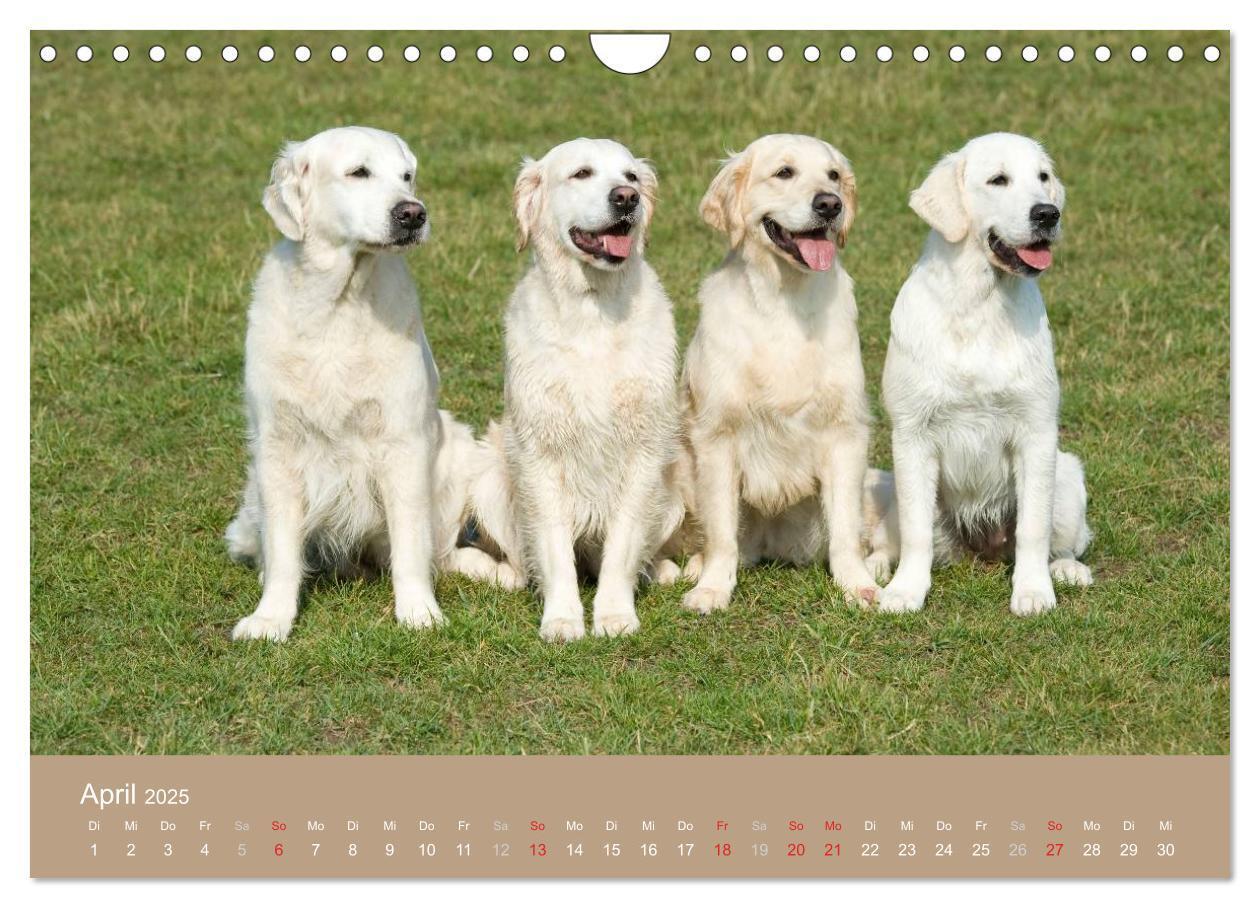 Bild: 9783435744107 | Golden Retriever (Wandkalender 2025 DIN A4 quer), CALVENDO...