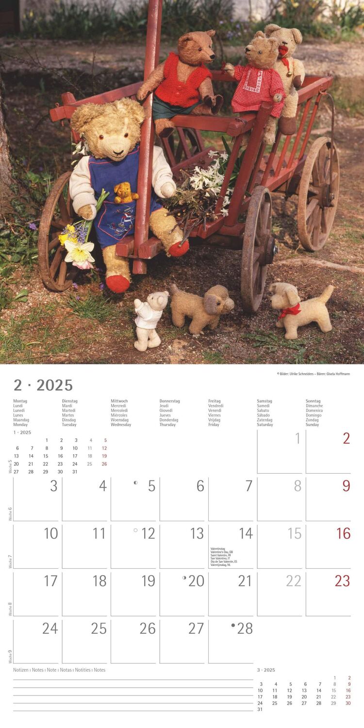 Bild: 4251732340643 | Teddy 2025 - Broschürenkalender 30x30 cm (30x60 geöffnet) -...