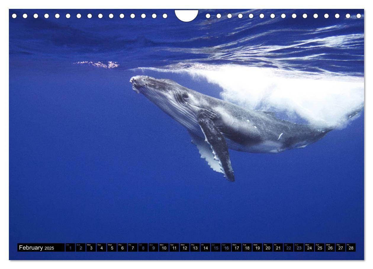 Bild: 9781325948321 | A Whale of a Year (Wall Calendar 2025 DIN A4 landscape), CALVENDO...