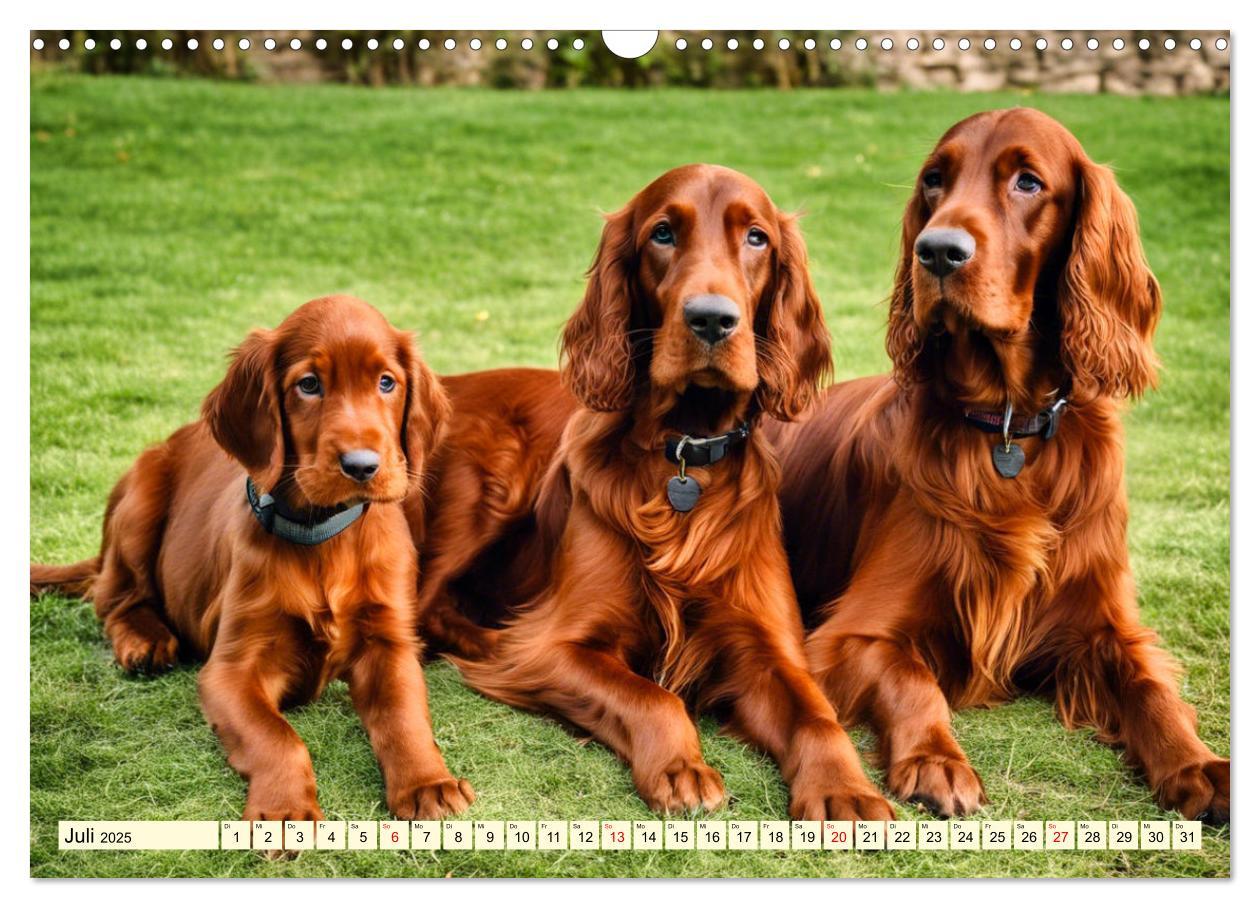 Bild: 9783435011728 | Irish Setter - Anmut pur (Wandkalender 2025 DIN A3 quer), CALVENDO...