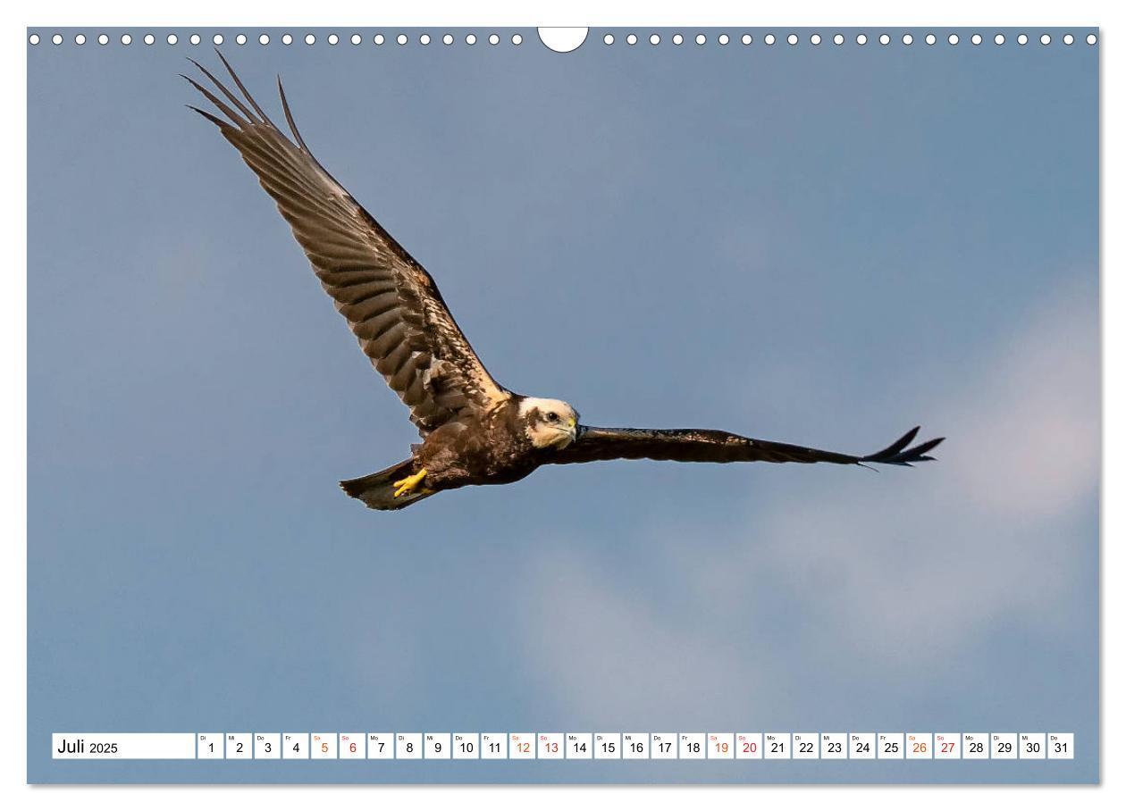 Bild: 9783435111176 | Heimische GREIFVÖGEL Adler Milan Bussard Weihe Sperber...