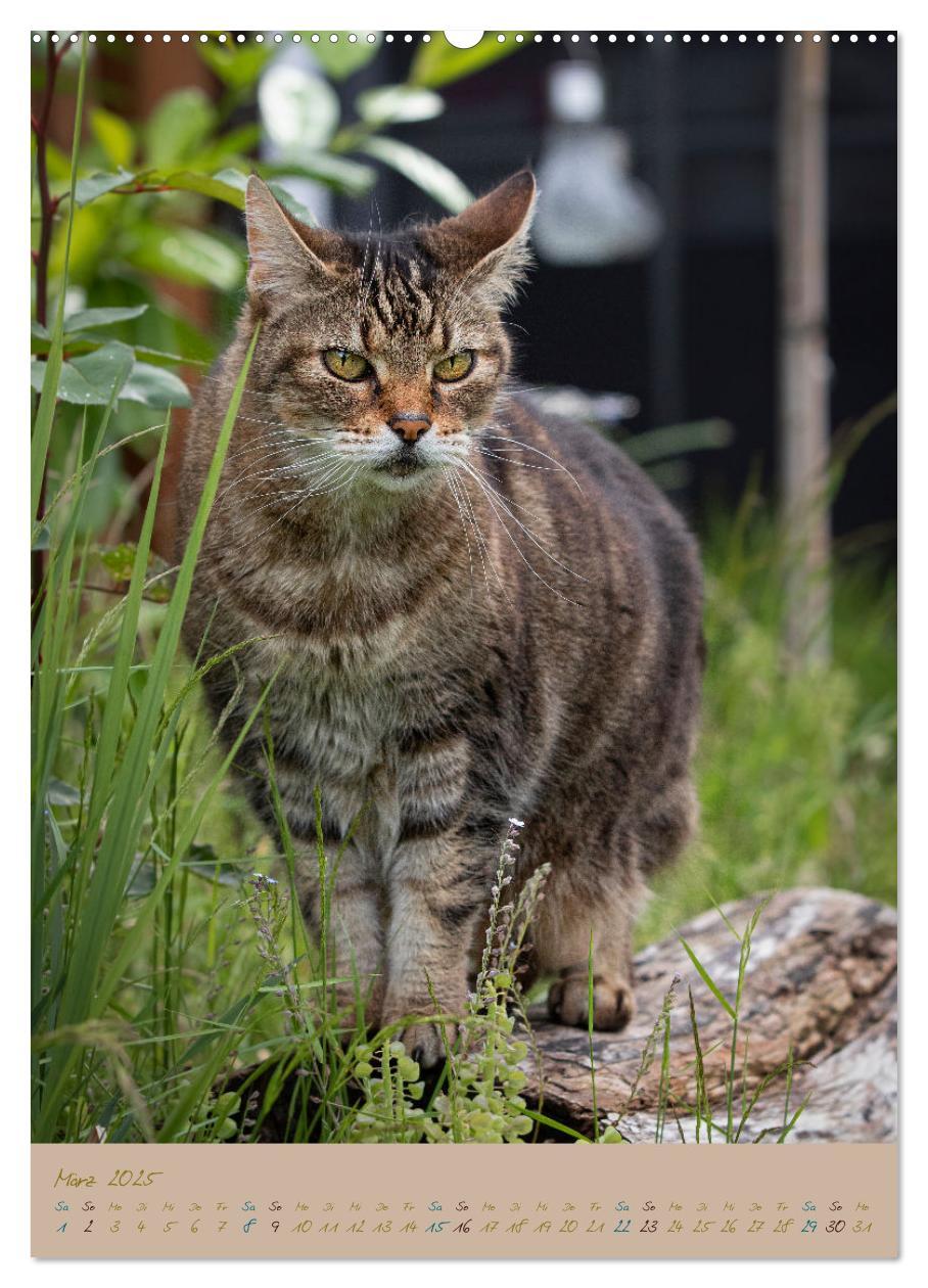 Bild: 9783435891245 | Plüschige Katzen im Garten (Wandkalender 2025 DIN A2 hoch),...