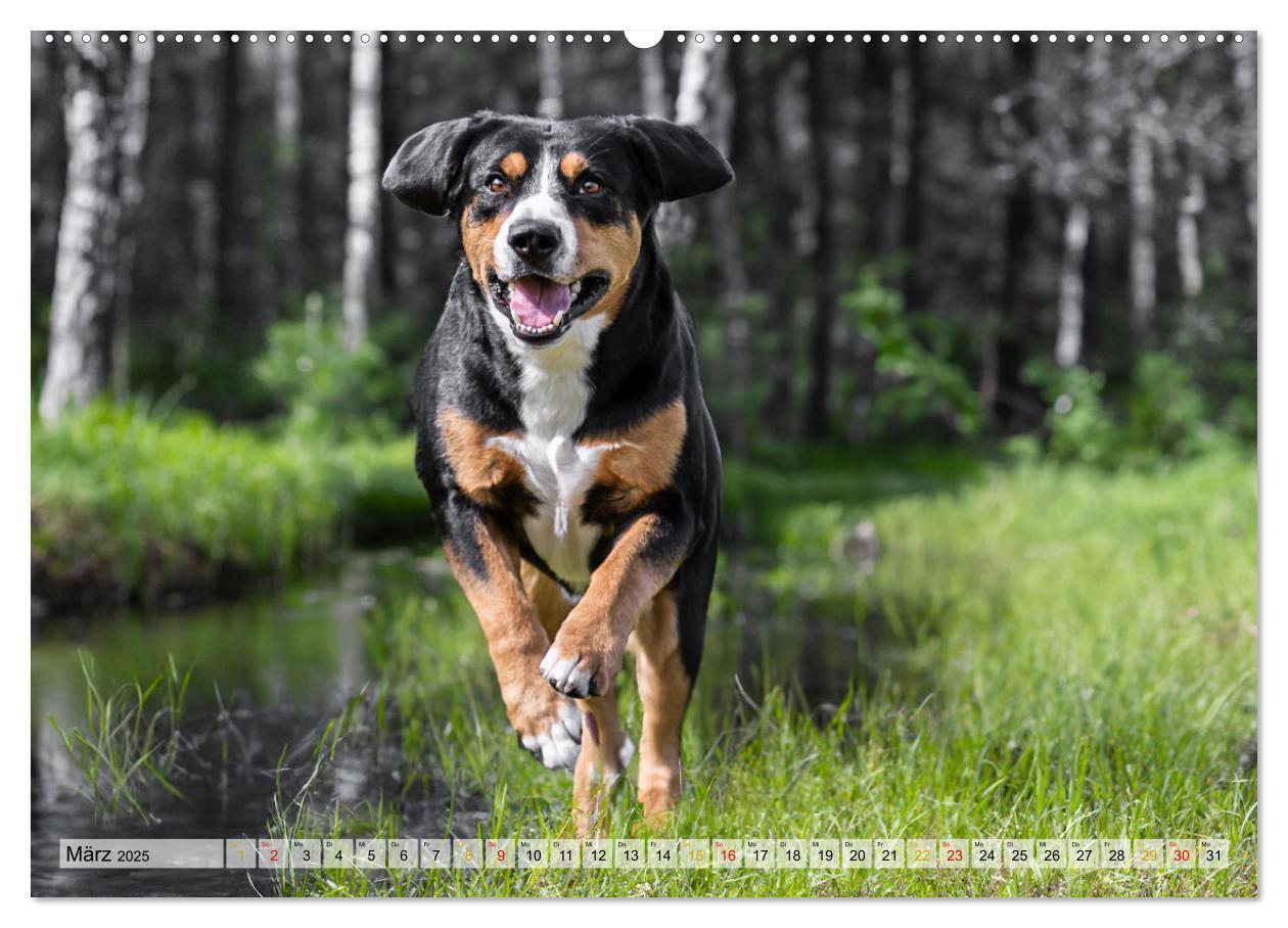 Bild: 9783457198971 | Entlebucher - Temperamentvolle Schweizer Sennenhunde (Wandkalender...