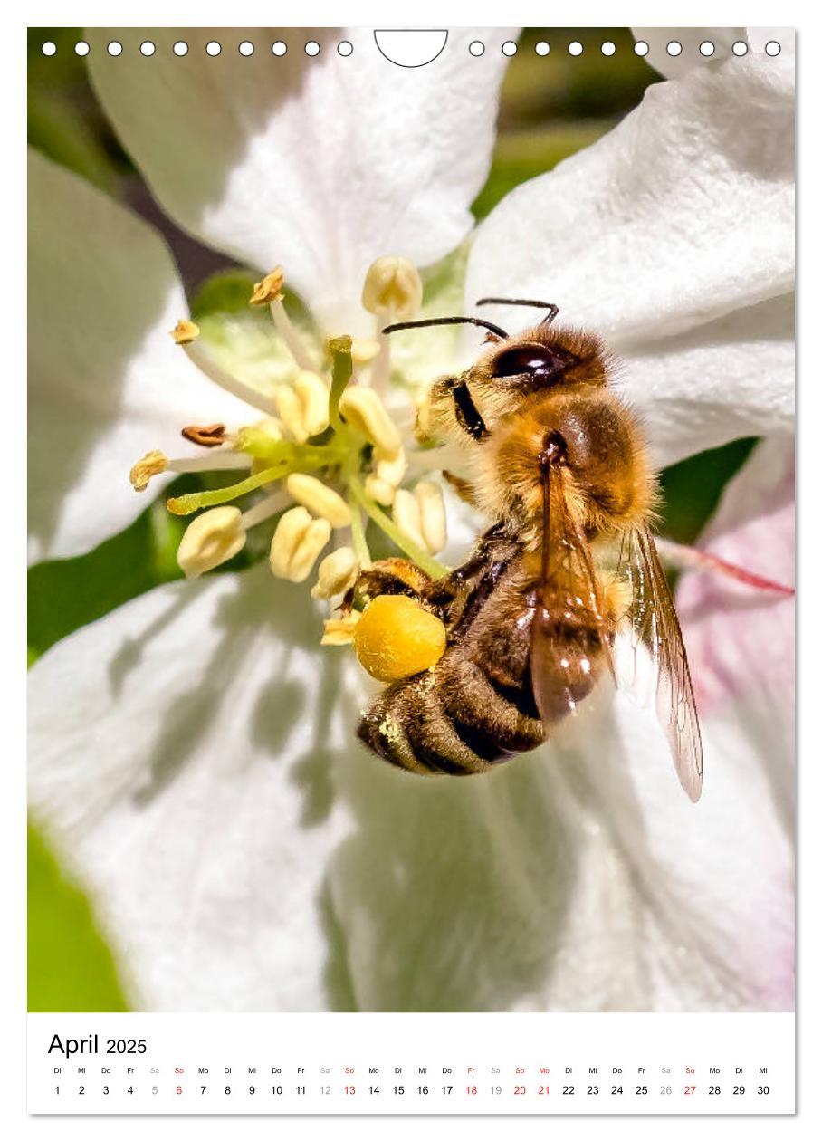 Bild: 9783435966653 | BIENEN - Kleine Nützlinge ganz nah (Wandkalender 2025 DIN A4 hoch),...