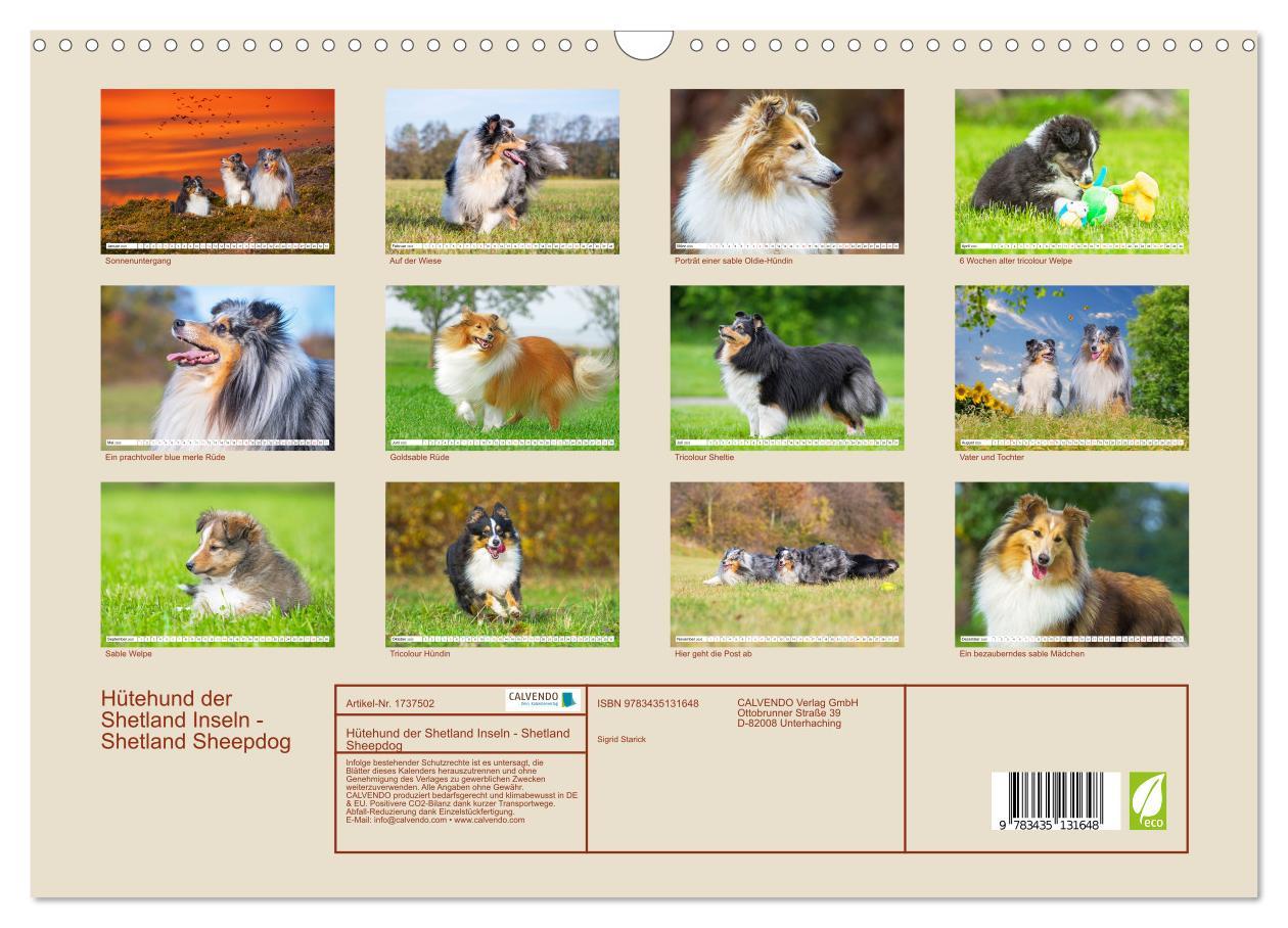 Bild: 9783435131648 | Hütehund der Shetland Inseln - Shetland Sheepdog (Wandkalender 2025...