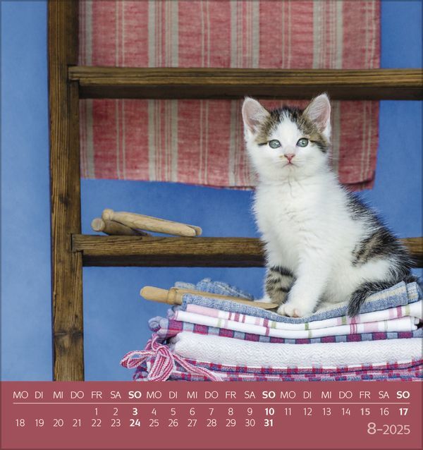 Bild: 9783731876724 | Schmusekatzen 2025 | aufstellbarer Postkartenkalender | Korsch Verlag