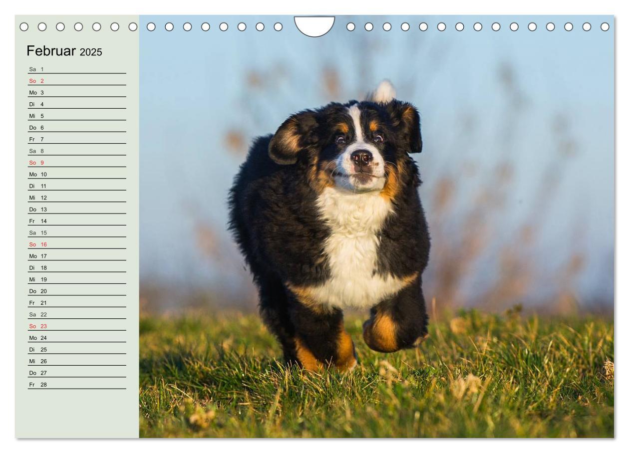 Bild: 9783435545797 | Berner Sennenhunde in Action (Wandkalender 2025 DIN A4 quer),...