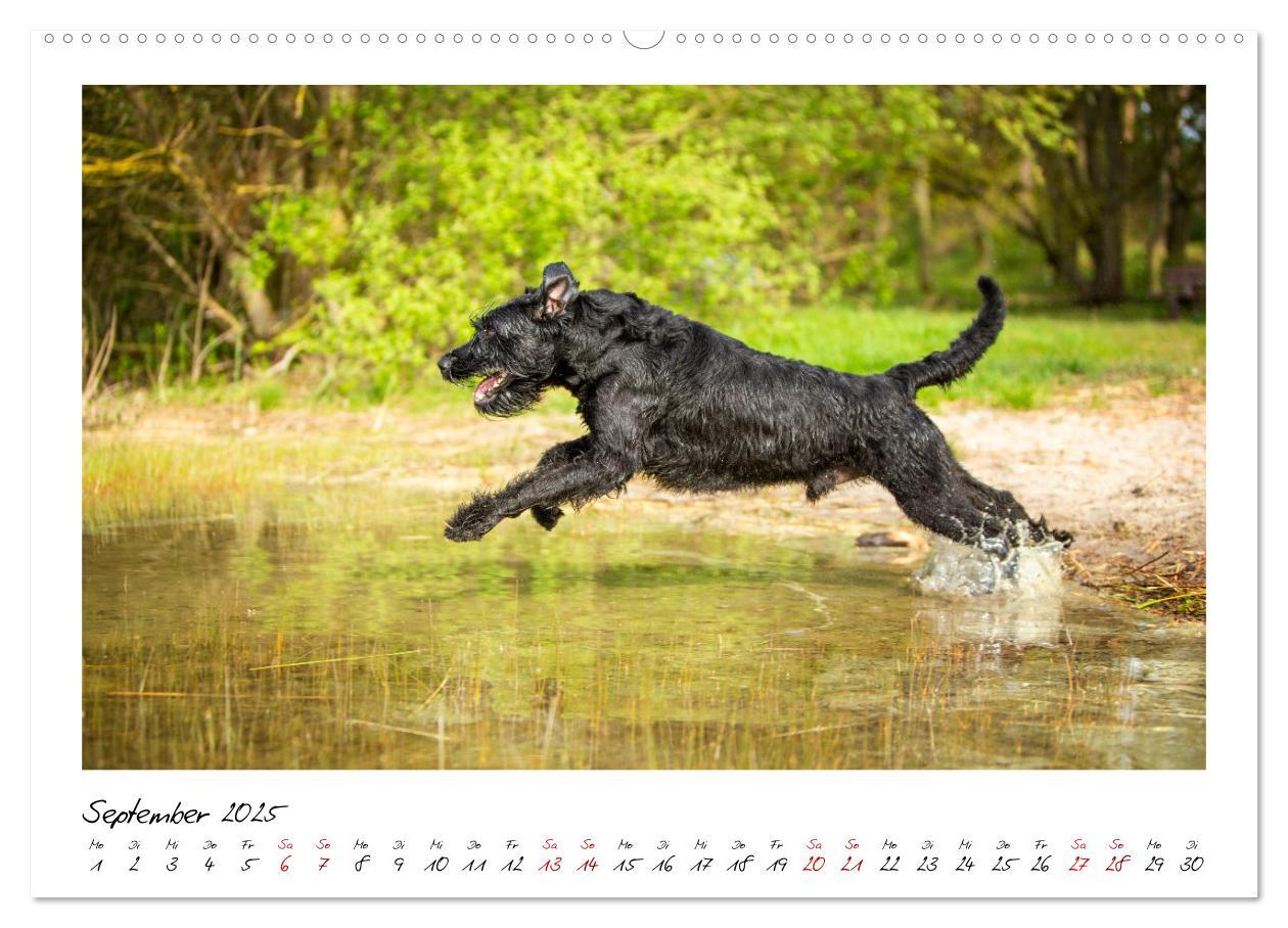 Bild: 9783435720187 | Mit dem Riesenschnauzer durch das Jahr (Wandkalender 2025 DIN A2...