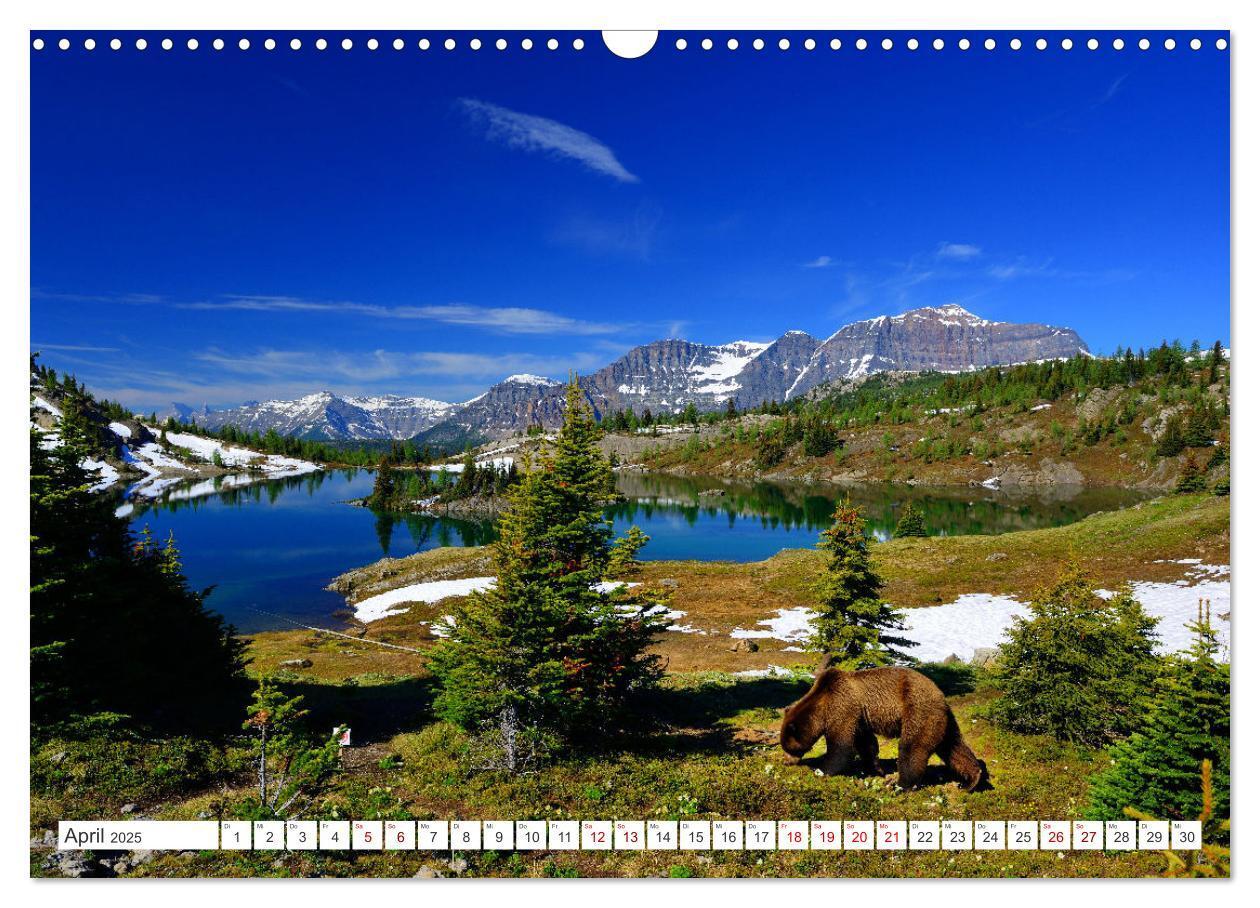 Bild: 9783383886898 | KANADA - Die Bären der Rocky Mountains (Wandkalender 2025 DIN A3...