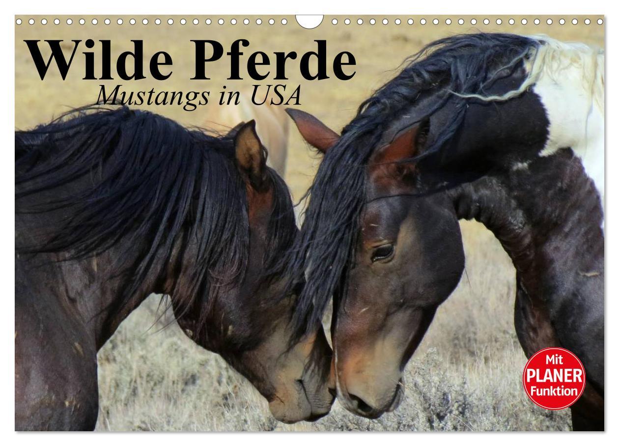 Cover: 9783435529353 | Wilde Pferde. Mustangs in USA (Wandkalender 2025 DIN A3 quer),...