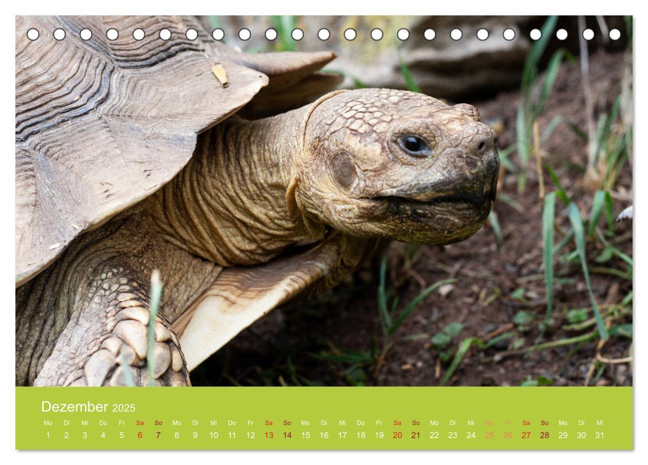 Bild: 9783435314430 | Meine Schildkröten (Tischkalender 2025 DIN A5 quer), CALVENDO...