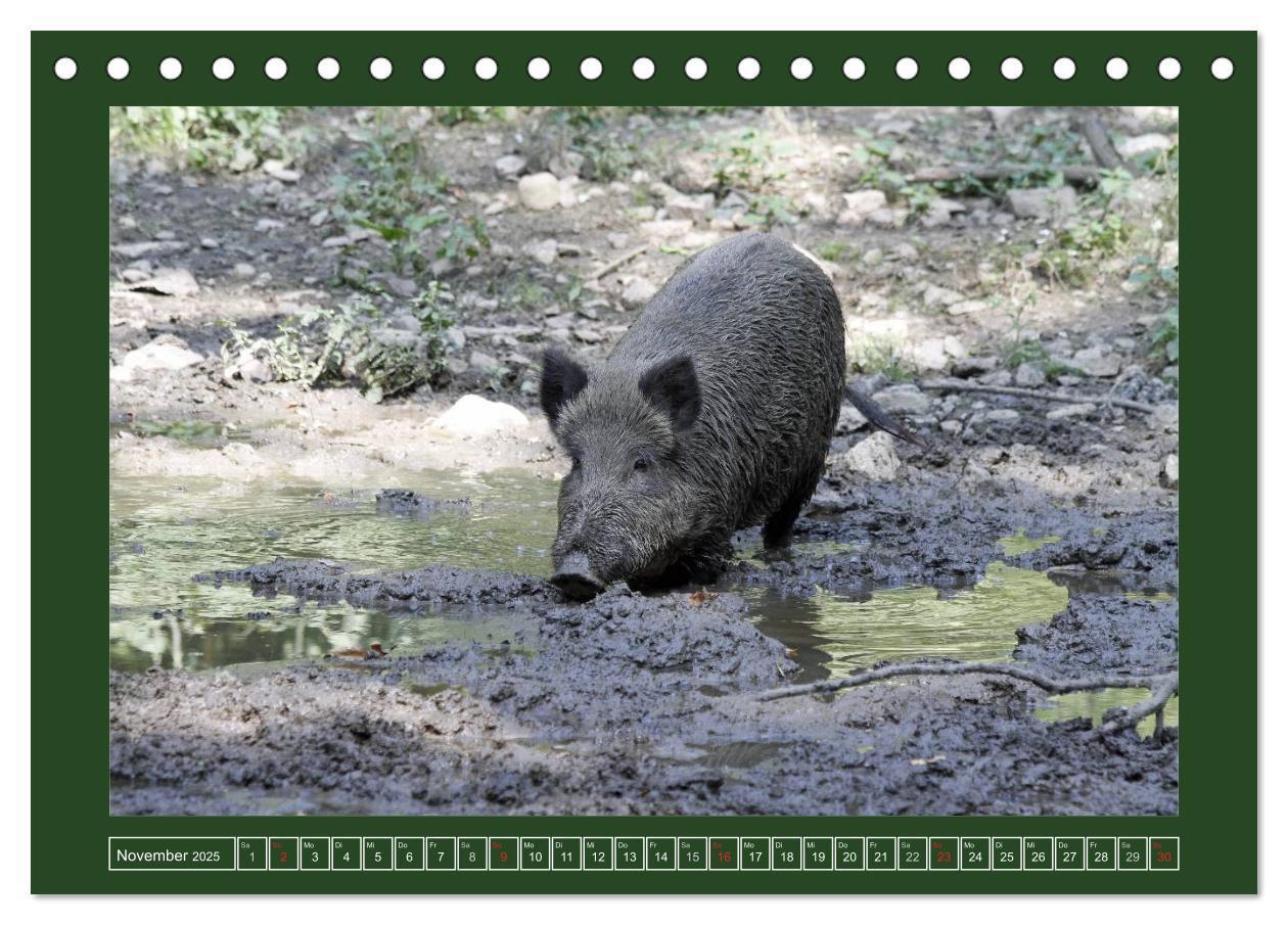 Bild: 9783435776429 | Schweinkram - Die Wildschweine sind los (Tischkalender 2025 DIN A5...