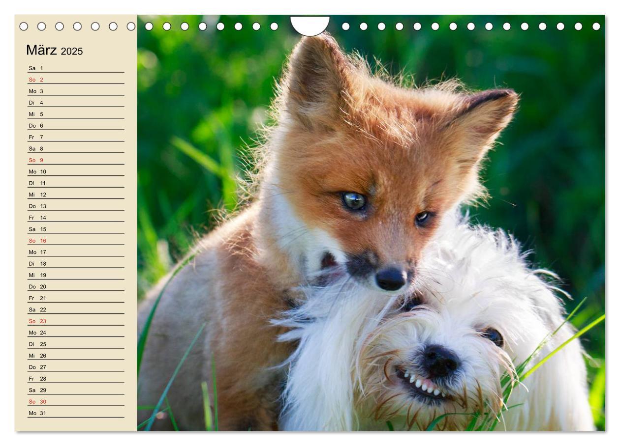 Bild: 9783435515455 | Beste Freunde. Bezaubernde Tierfreundschaften (Wandkalender 2025...