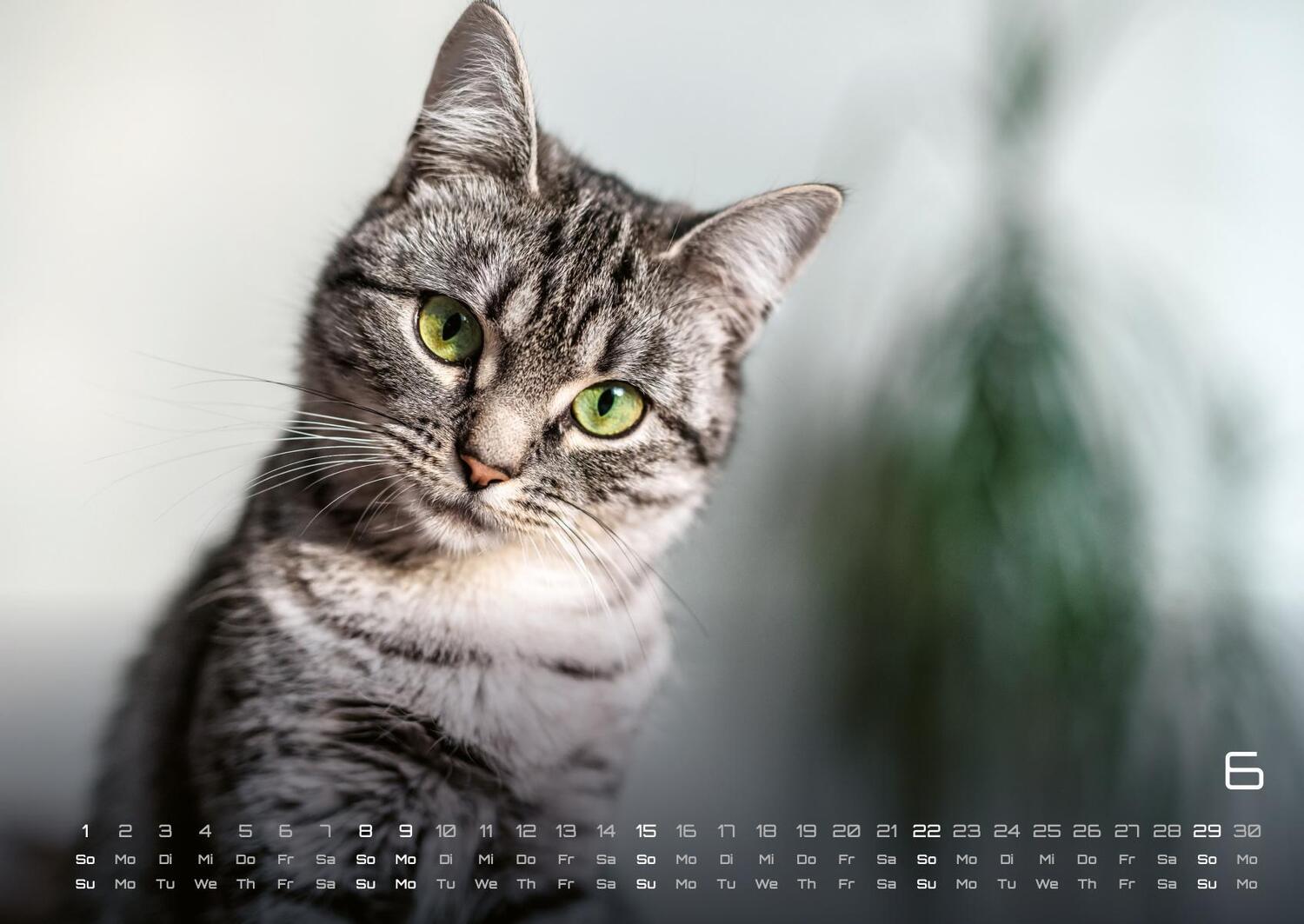 Bild: 9783986733858 | Miau - Unsere Stubentiger - Der Katzenkalender - 2025 - Kalender...