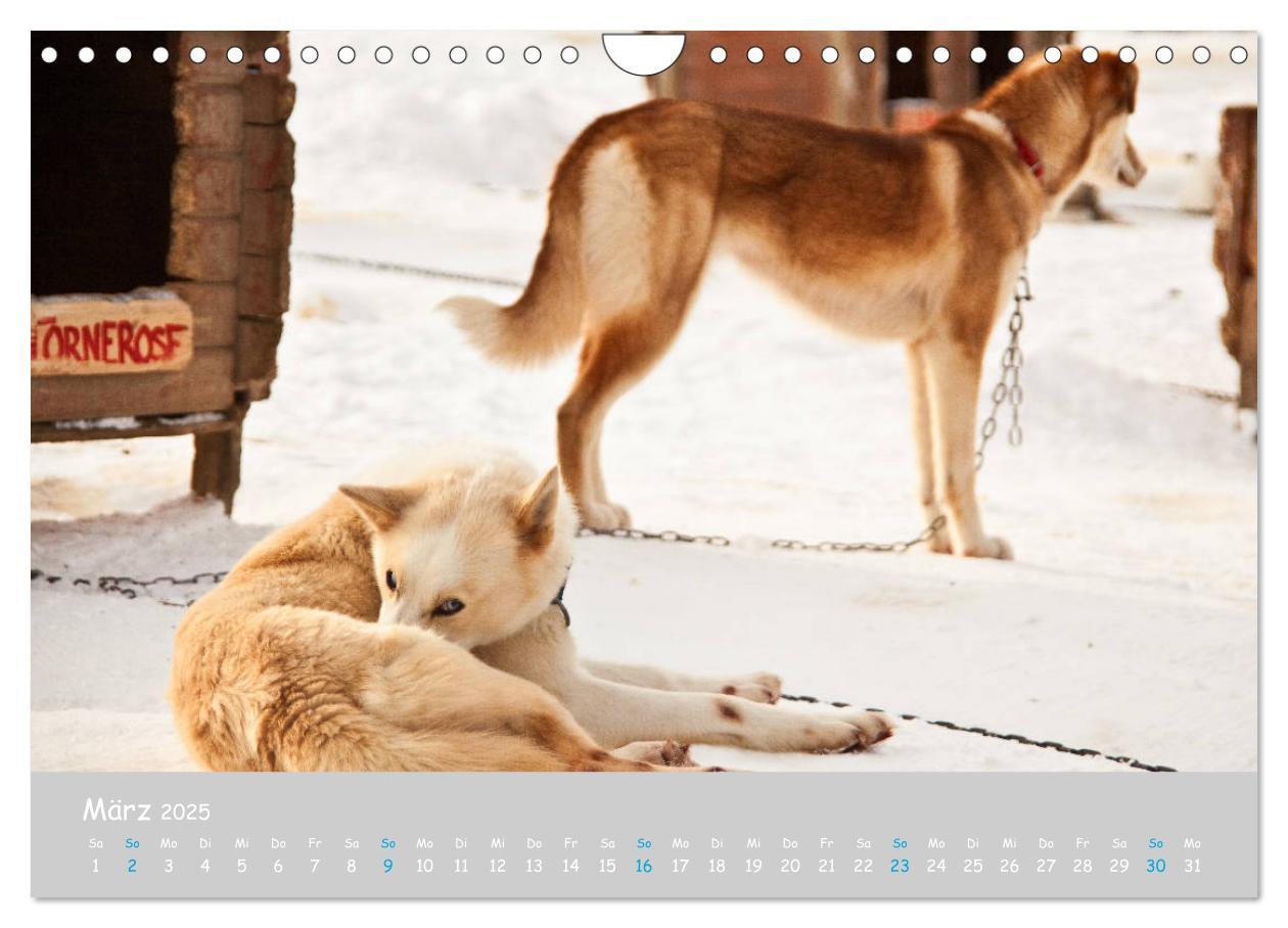 Bild: 9783435448890 | Alaskan Huskies (Wandkalender 2025 DIN A4 quer), CALVENDO...