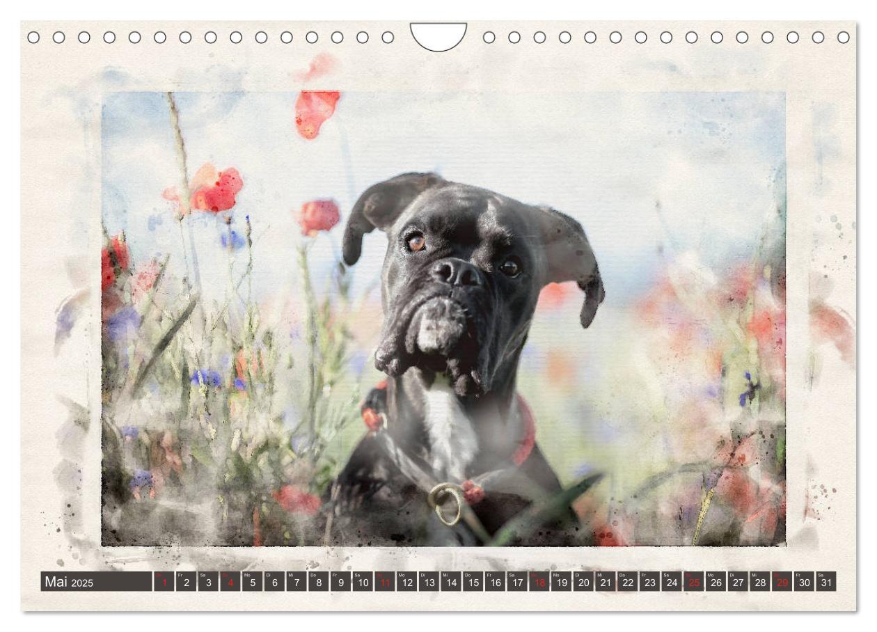 Bild: 9783435134700 | Boxer Photo&amp;Kunst (Wandkalender 2025 DIN A4 quer), CALVENDO...