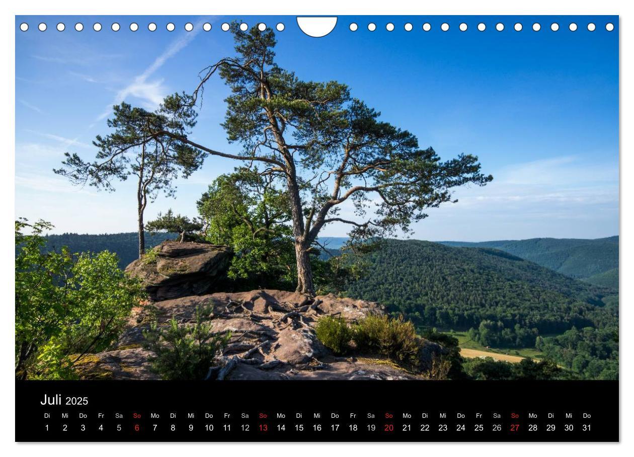 Bild: 9783435592883 | Mystischer Pfälzer Wald (Wandkalender 2025 DIN A4 quer), CALVENDO...