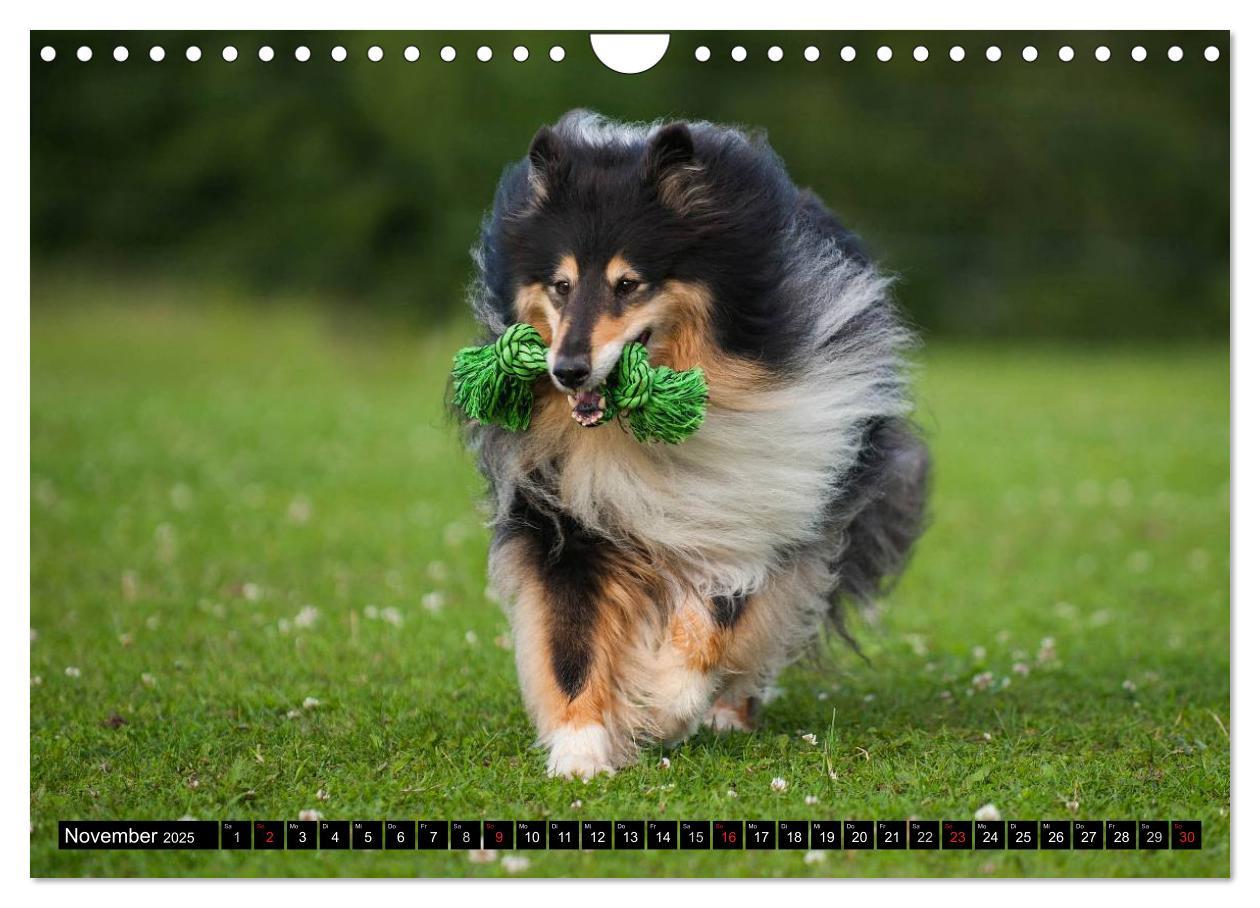 Bild: 9783435569267 | Collie - Mein bester Freund (Wandkalender 2025 DIN A4 quer),...