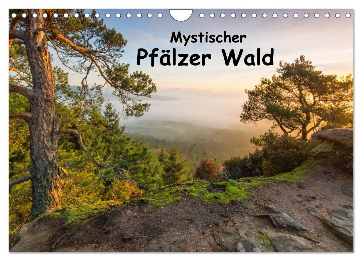 Cover: 9783435592883 | Mystischer Pfälzer Wald (Wandkalender 2025 DIN A4 quer), CALVENDO...