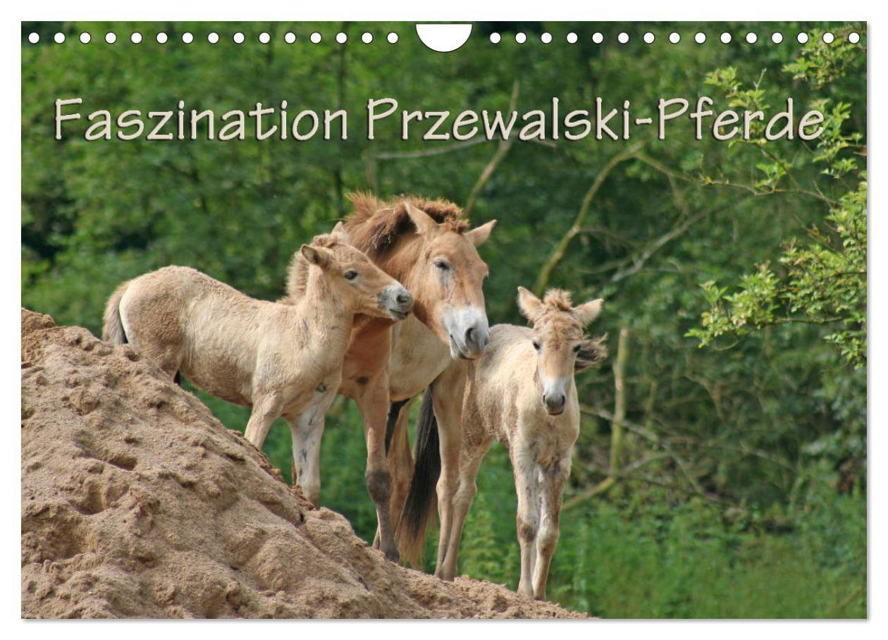 Cover: 9783435342495 | Faszination Przewalski-Pferde (Wandkalender 2025 DIN A4 quer),...