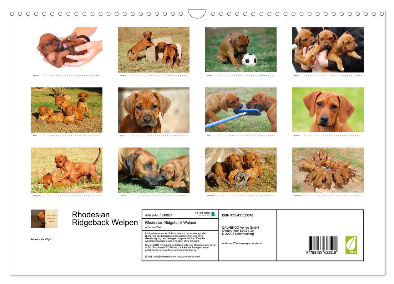 Bild: 9783435623518 | Rhodesian Ridgeback Welpen (Wandkalender 2025 DIN A3 quer),...