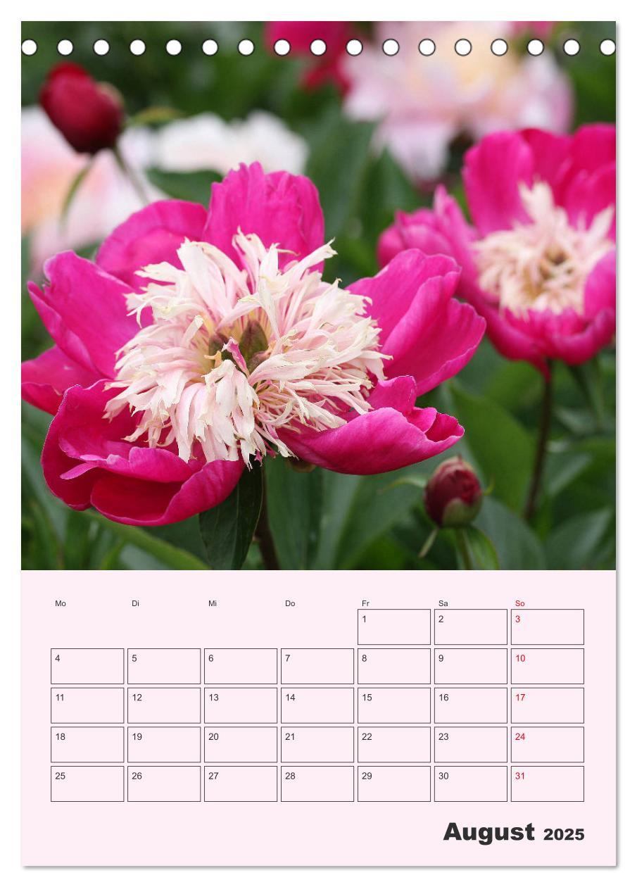 Bild: 9783435970964 | Pfingstrosen Rosen ohne Dornen (Tischkalender 2025 DIN A5 hoch),...