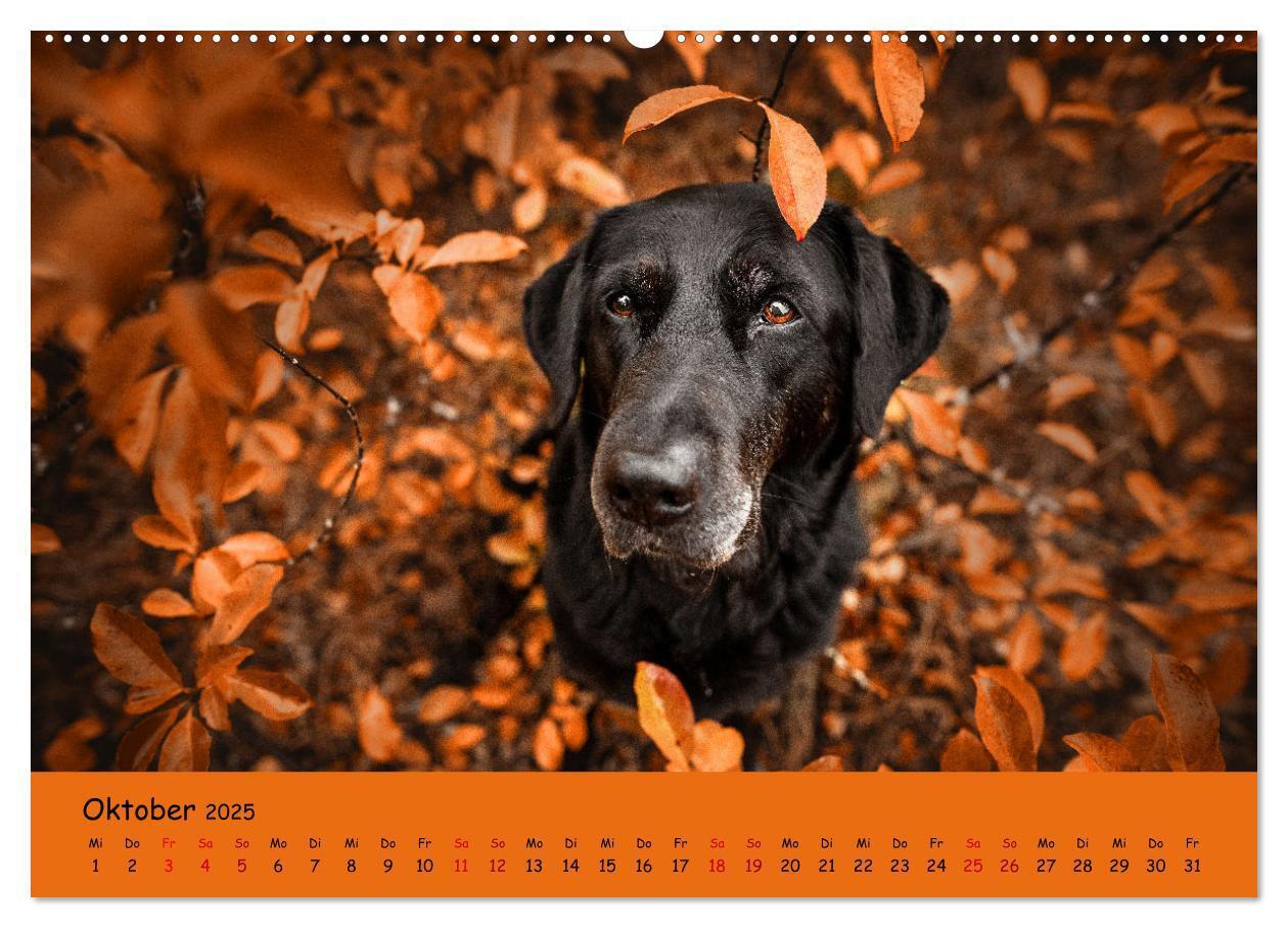 Bild: 9783383959592 | Labrador Retriever - Vielfalt auf Vier Pfoten (Wandkalender 2025...