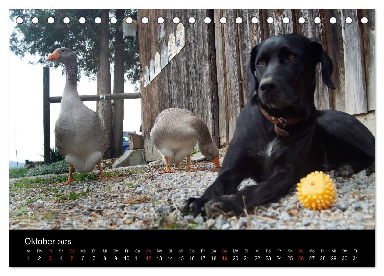 Bild: 9783435661275 | Der schwarze Hund und seine Freunde (Tischkalender 2025 DIN A5...