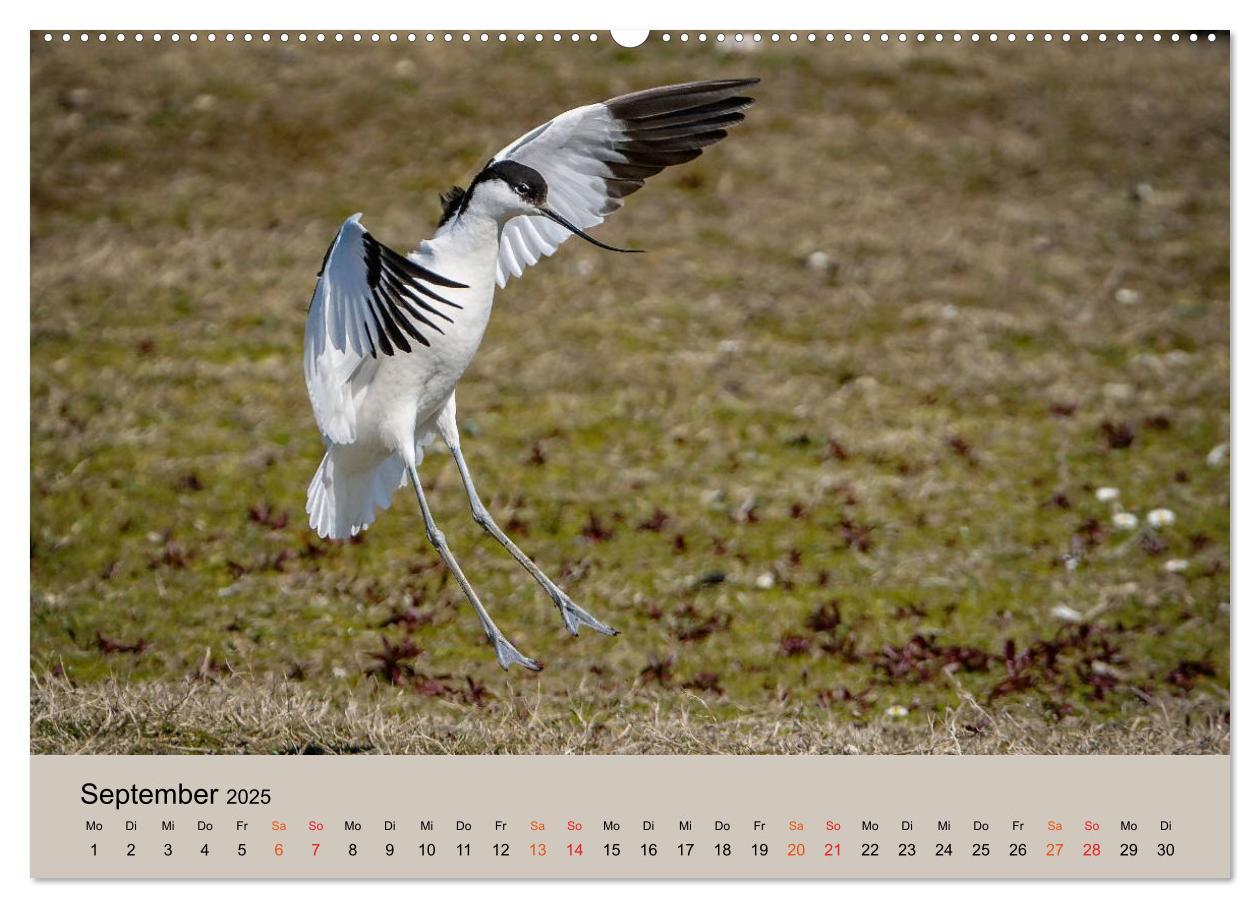 Bild: 9783435118182 | Limikolen - Watvögel am norddeutschen Wattenmeer (Wandkalender 2025...