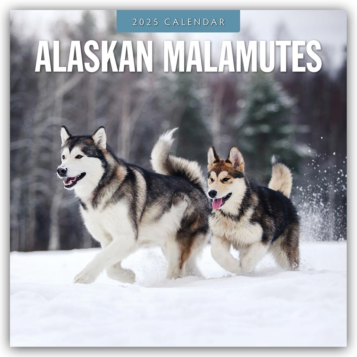 Cover: 9781804424186 | Alaskan Malamutes - Alaskischer Malamute 2025 - 16-Monatskalender