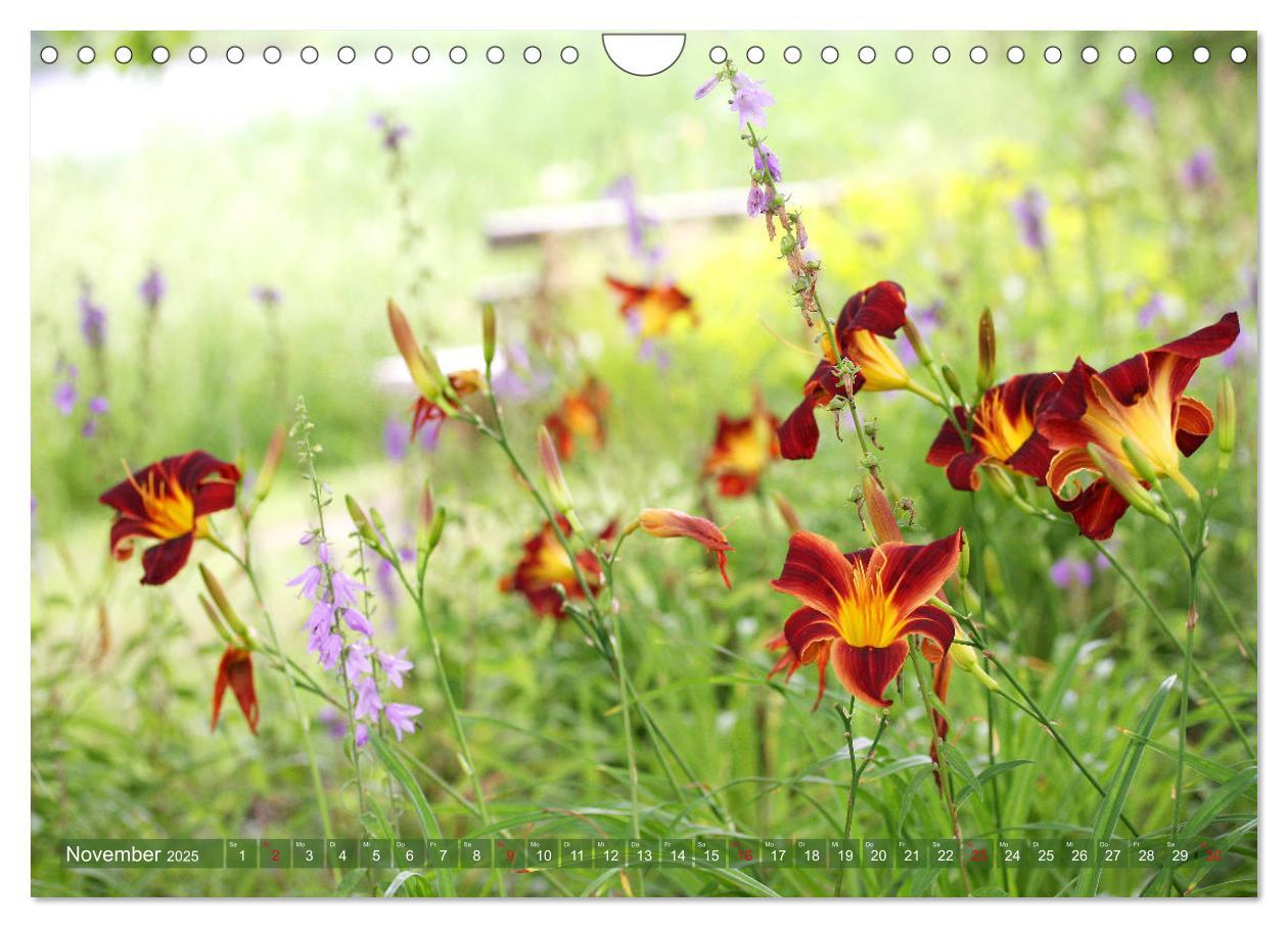 Bild: 9783435297092 | Taglilien im Garten (Wandkalender 2025 DIN A4 quer), CALVENDO...