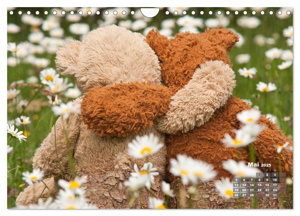 Bild: 9783435576586 | Geliebte Bären - Teddys (Wandkalender 2025 DIN A4 quer), CALVENDO...