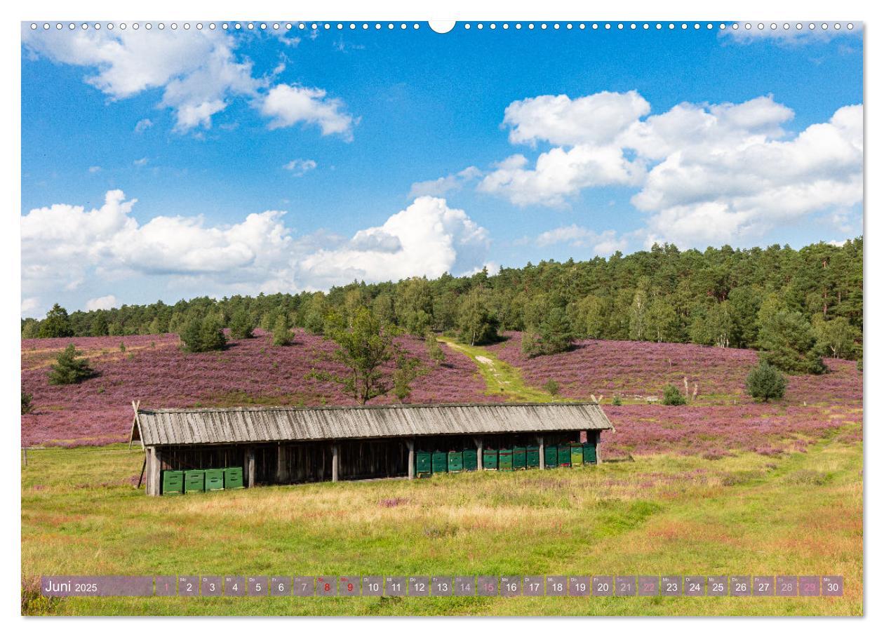 Bild: 9783383831324 | Im Blütenrausch der Lüneburger Heide (Wandkalender 2025 DIN A2...